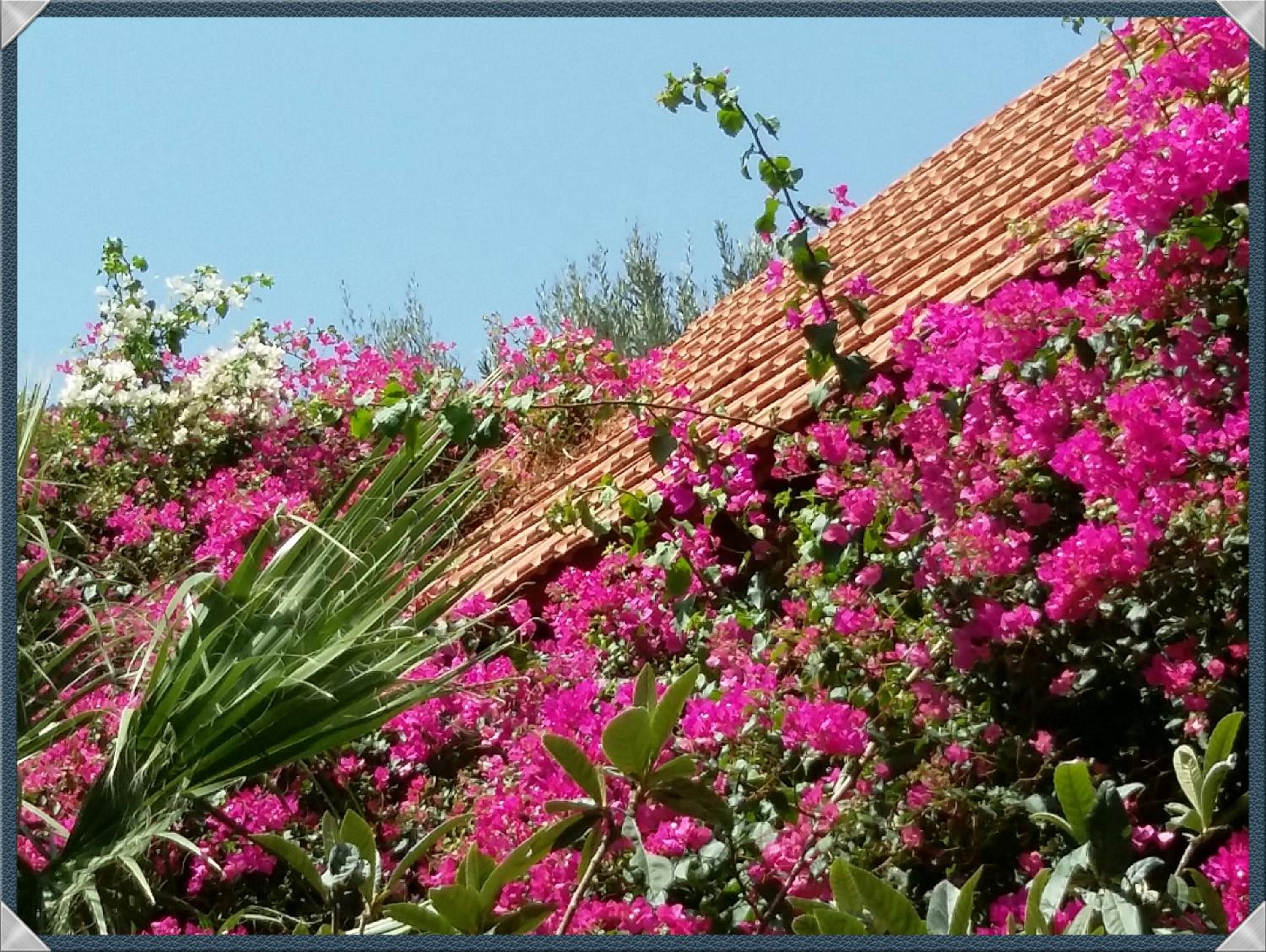 Exclusive Cottage in S West Crete in a quiet olive grove near the sea photo 3