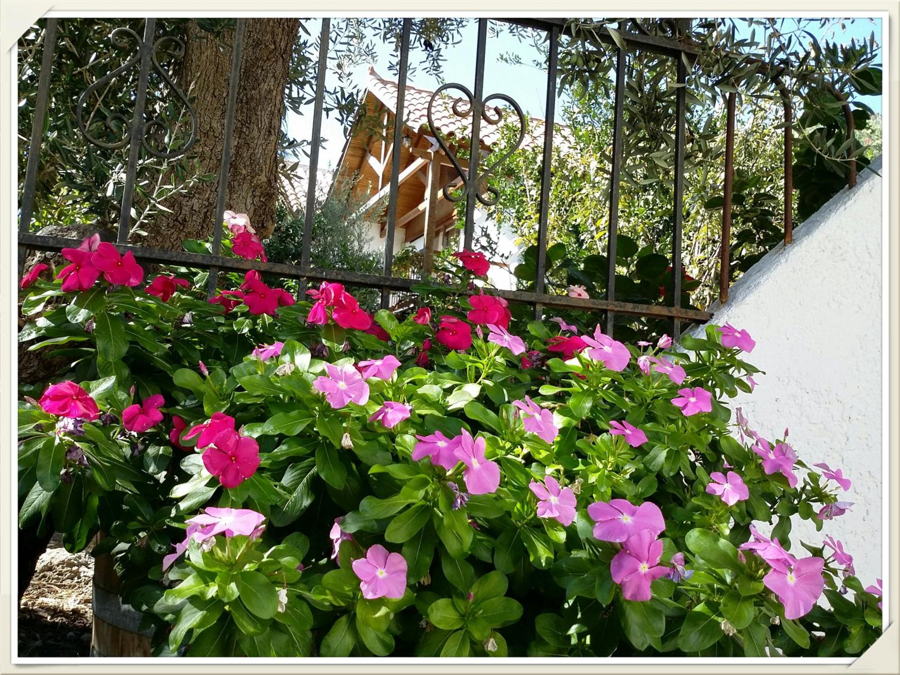 Exclusive Cottage in S West Crete in a quiet olive grove near the sea photo 5