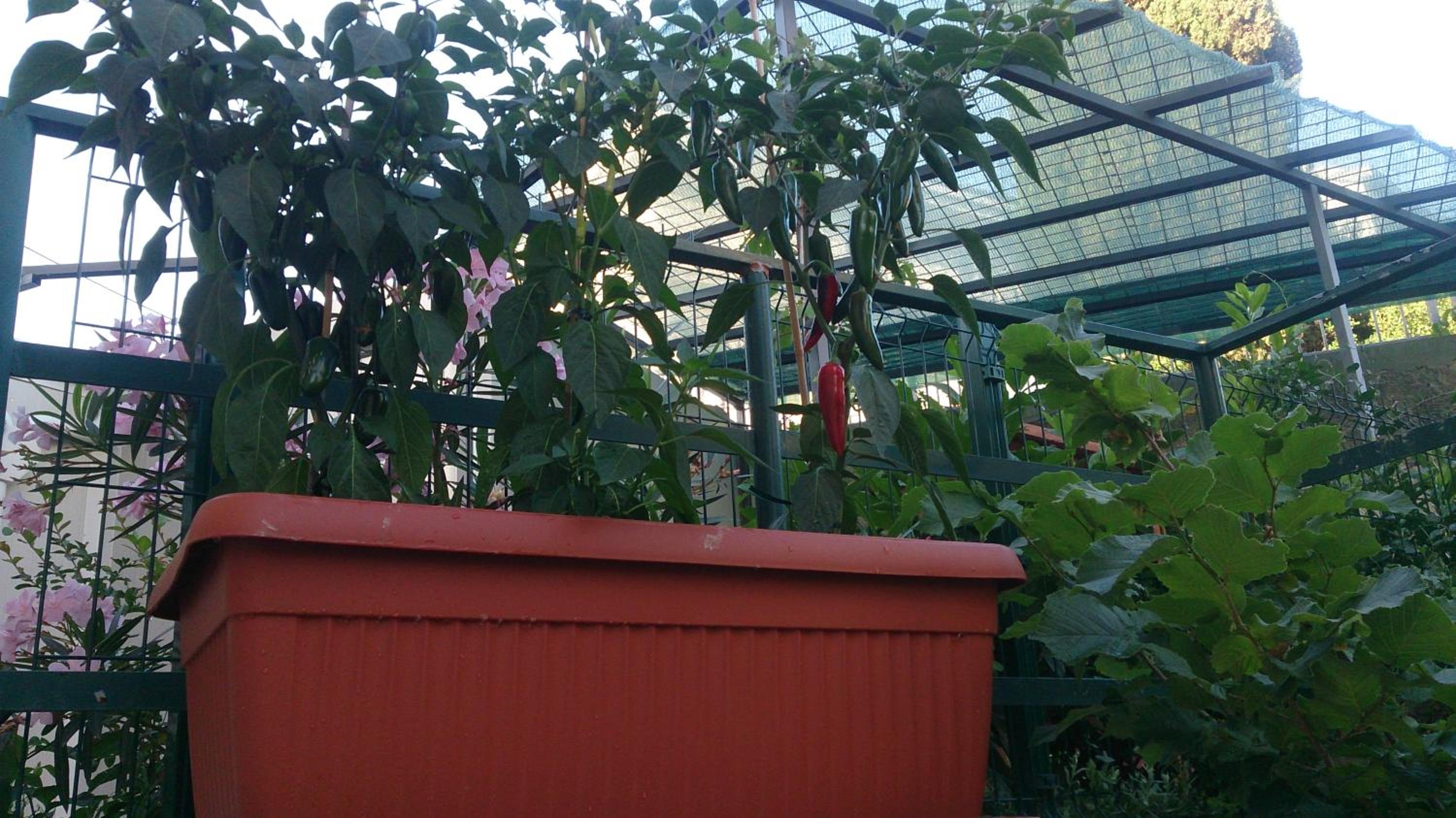 Photo 42