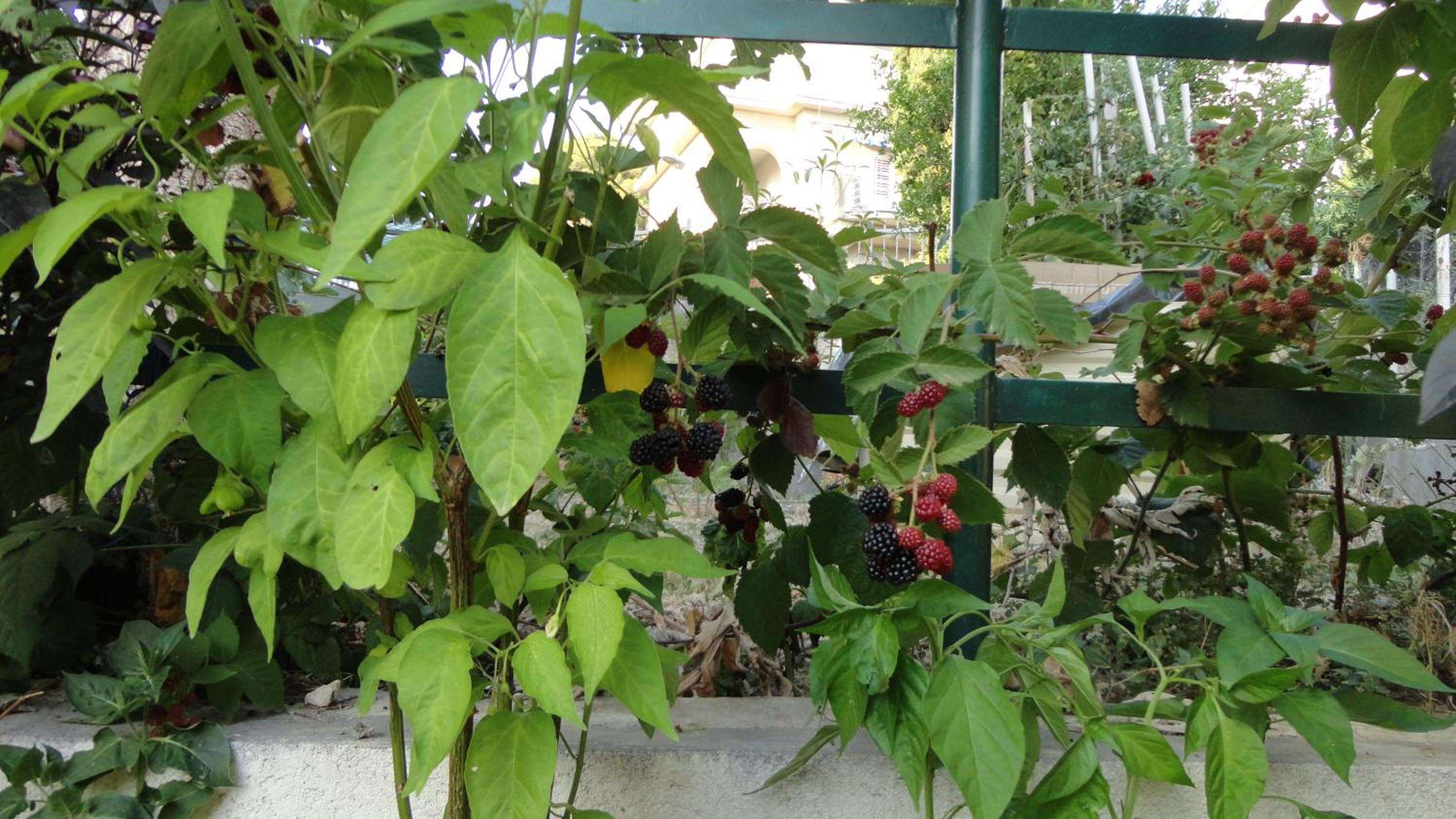 Photo 47