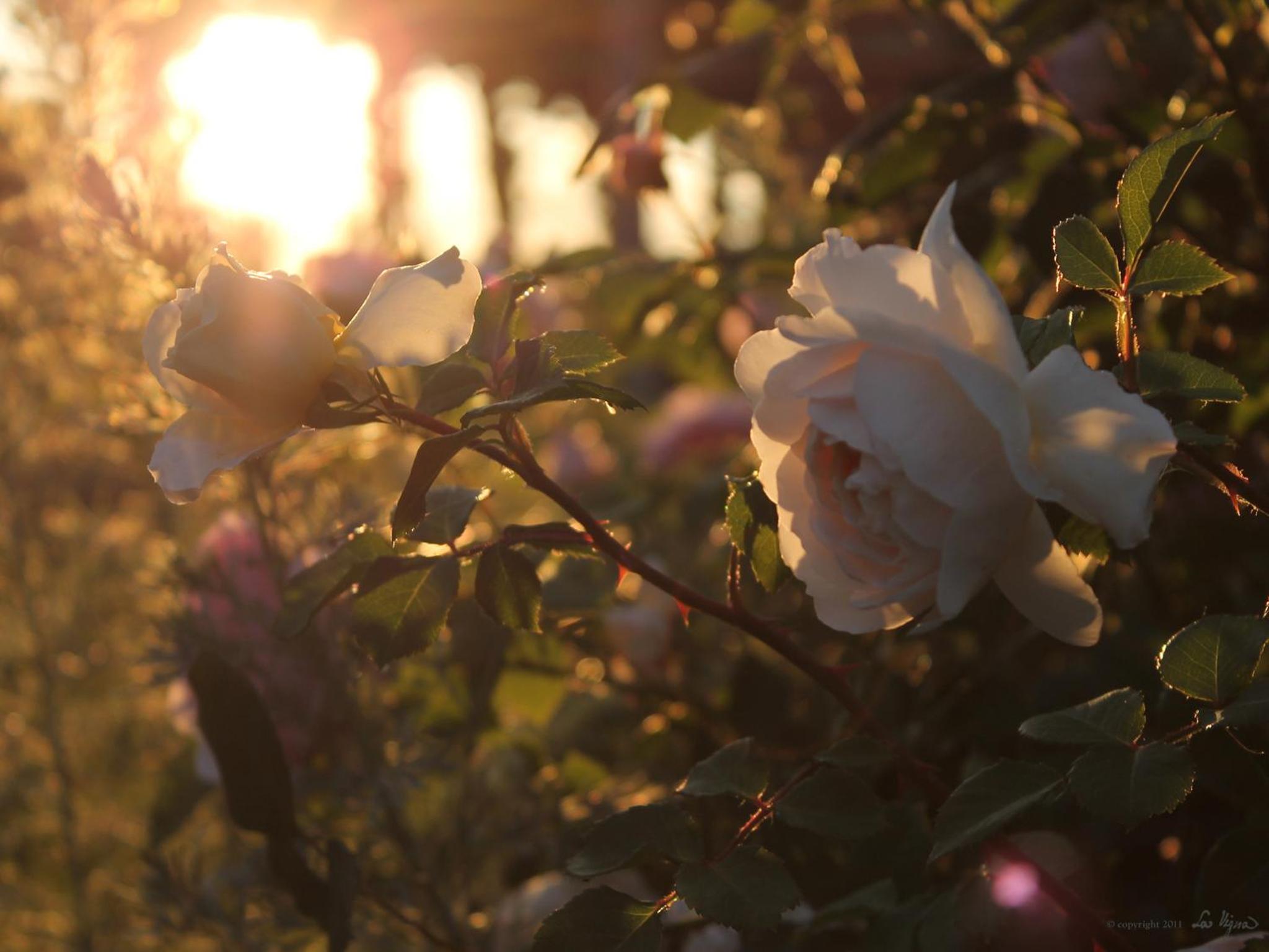 La Vigna B&B photo 5