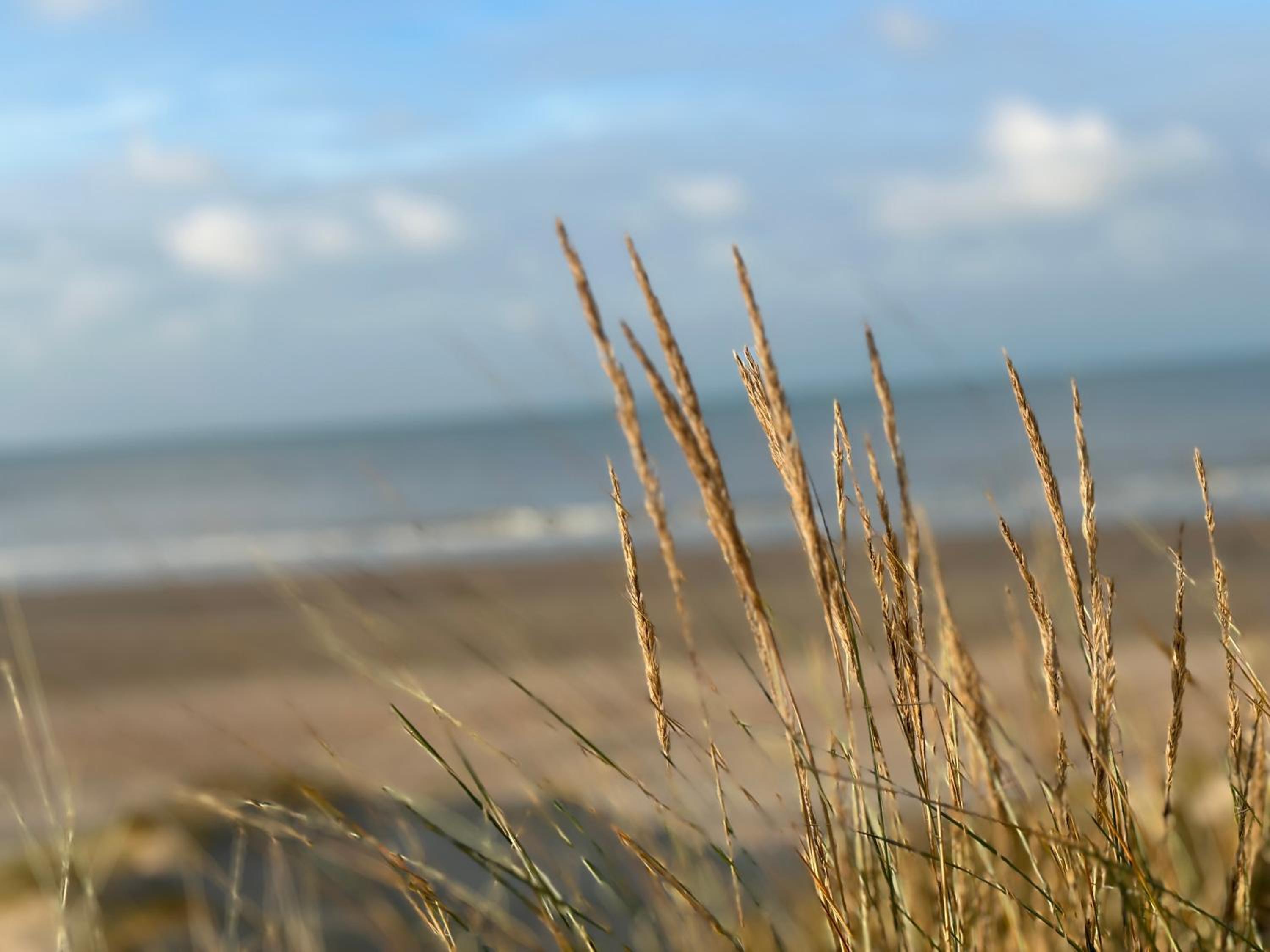 Olympia 5 - Oostduinkerke view 4