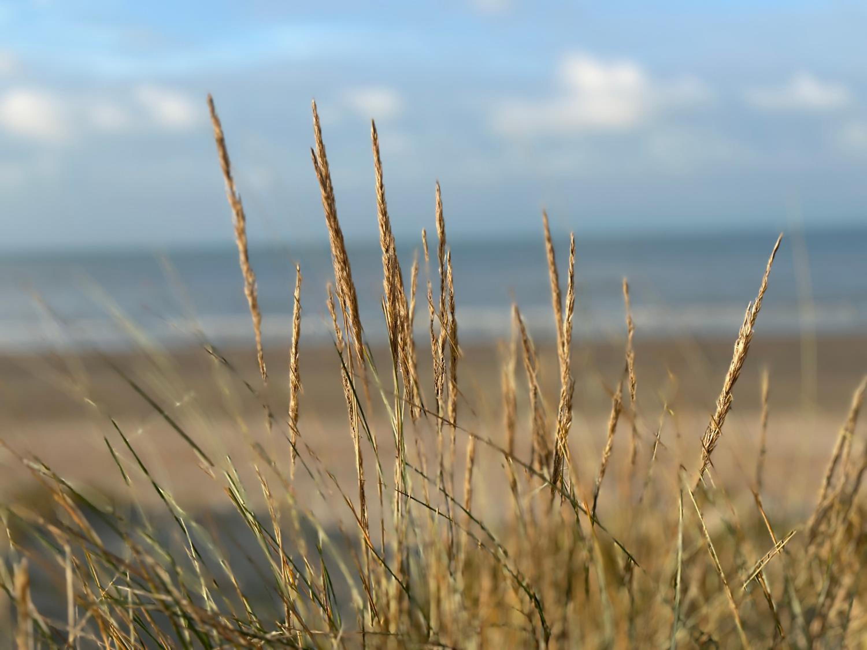 Olympia 5 - Oostduinkerke view 3