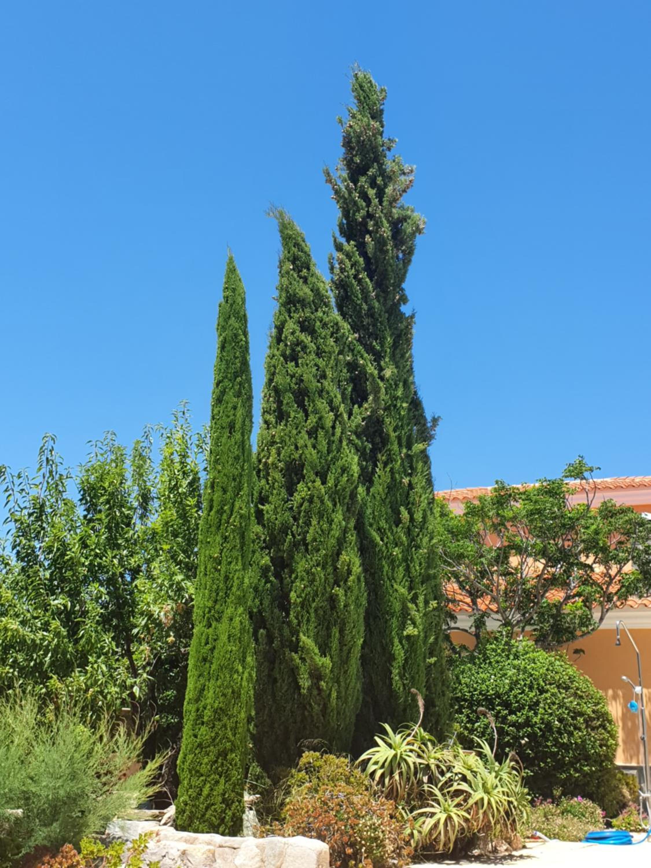 Cresta Azul