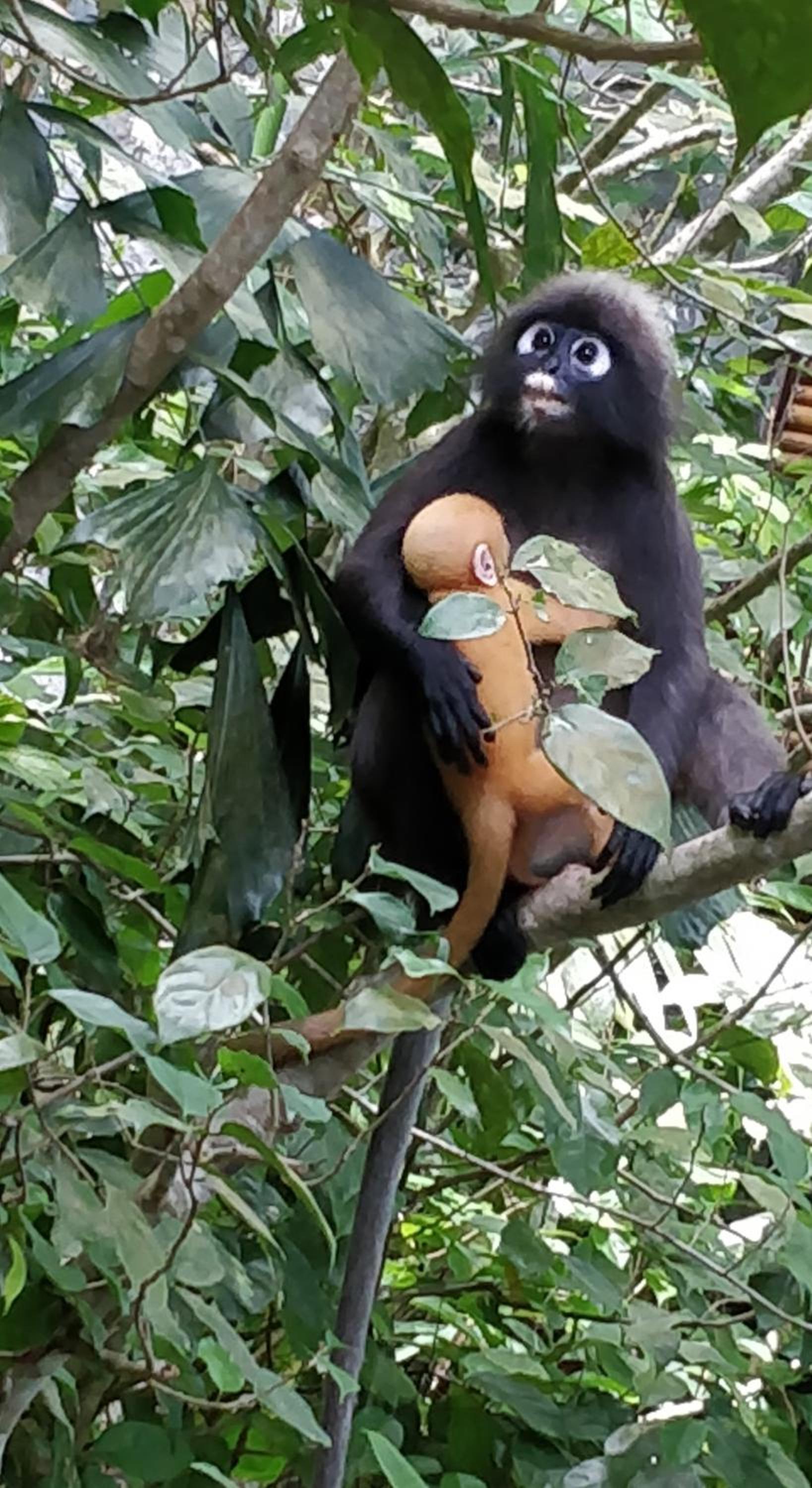 Ambong Rainforest Retreat — photo 34