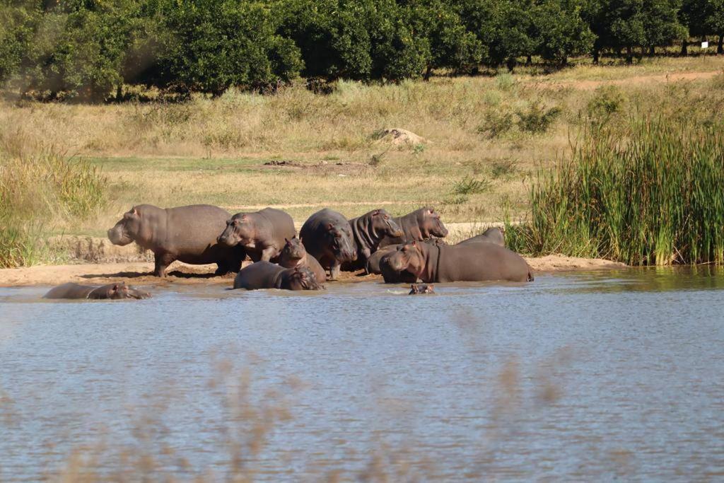 JakkalsDraai River Bush Lodge
