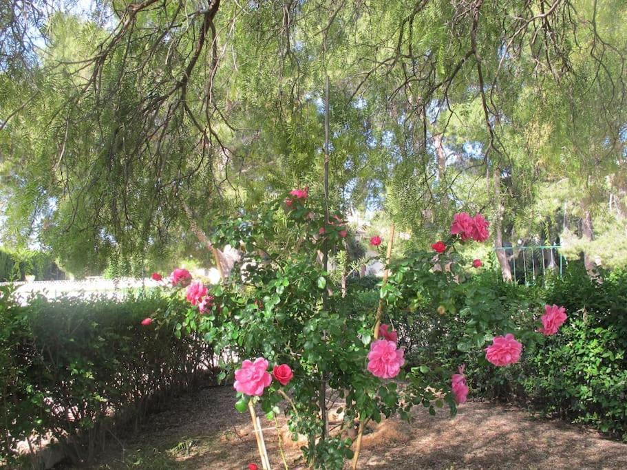 Photo 44