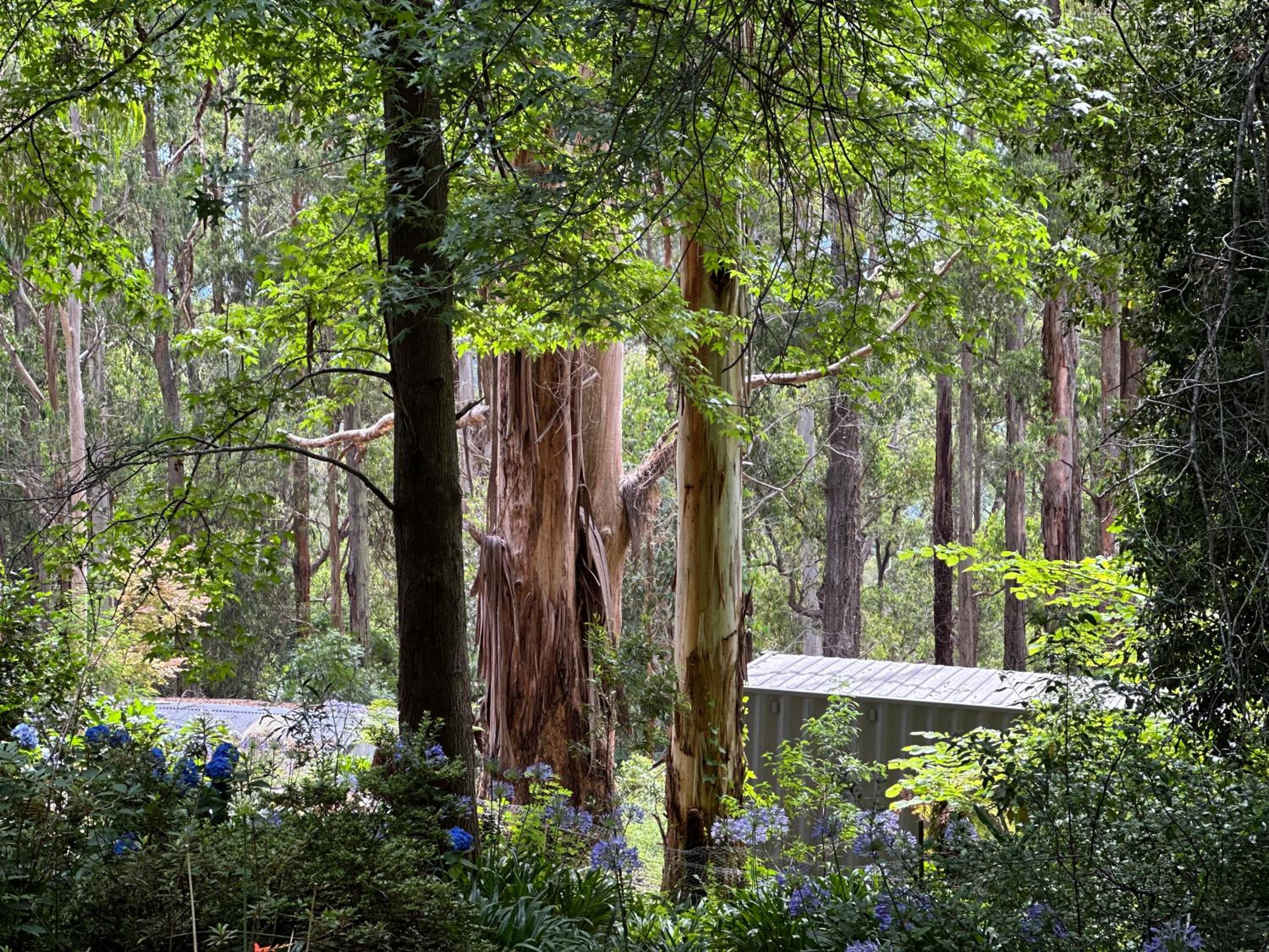 Olinda Cascade Waterfall Mountain View Retreat