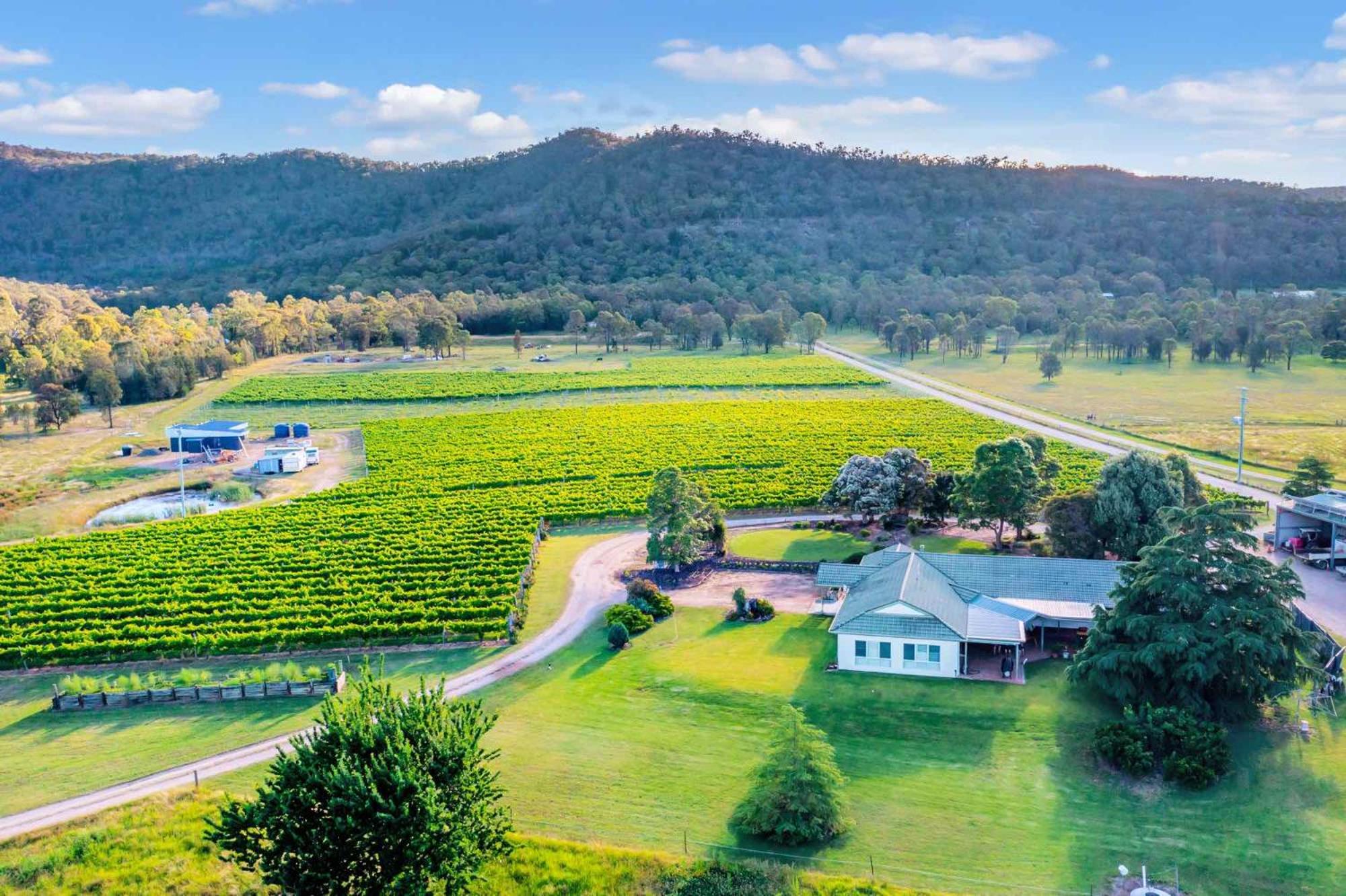 Broke in the Vines