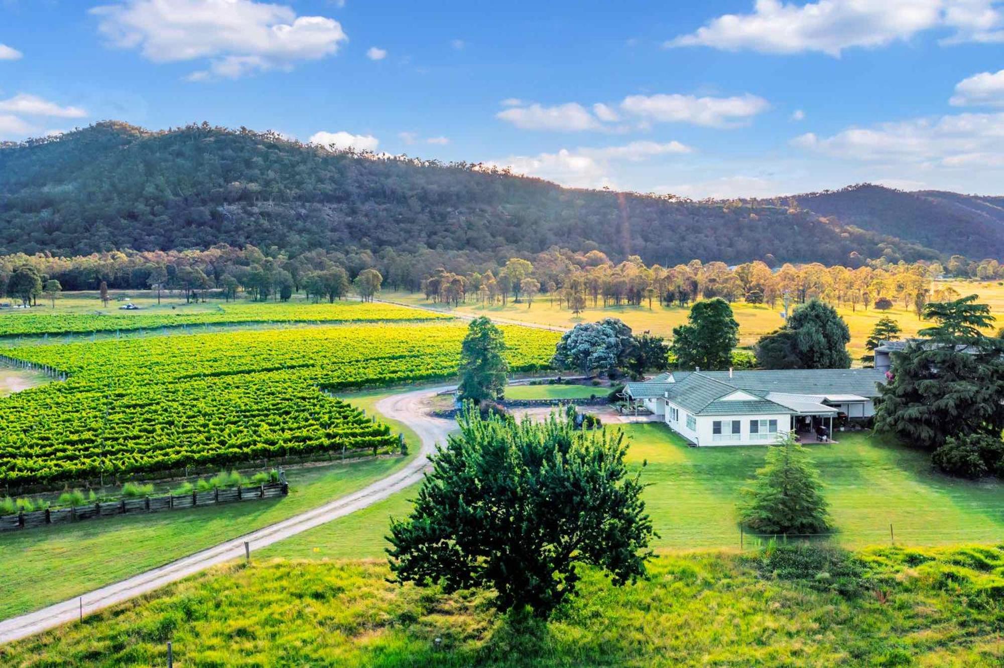 Broke in the Vines