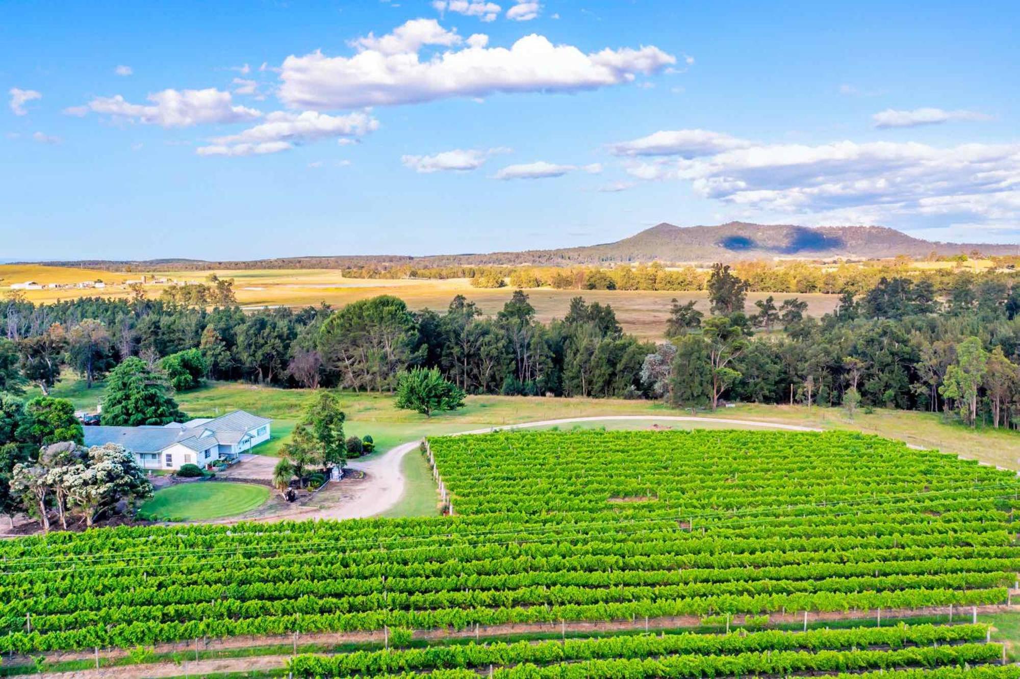 Broke in the Vines