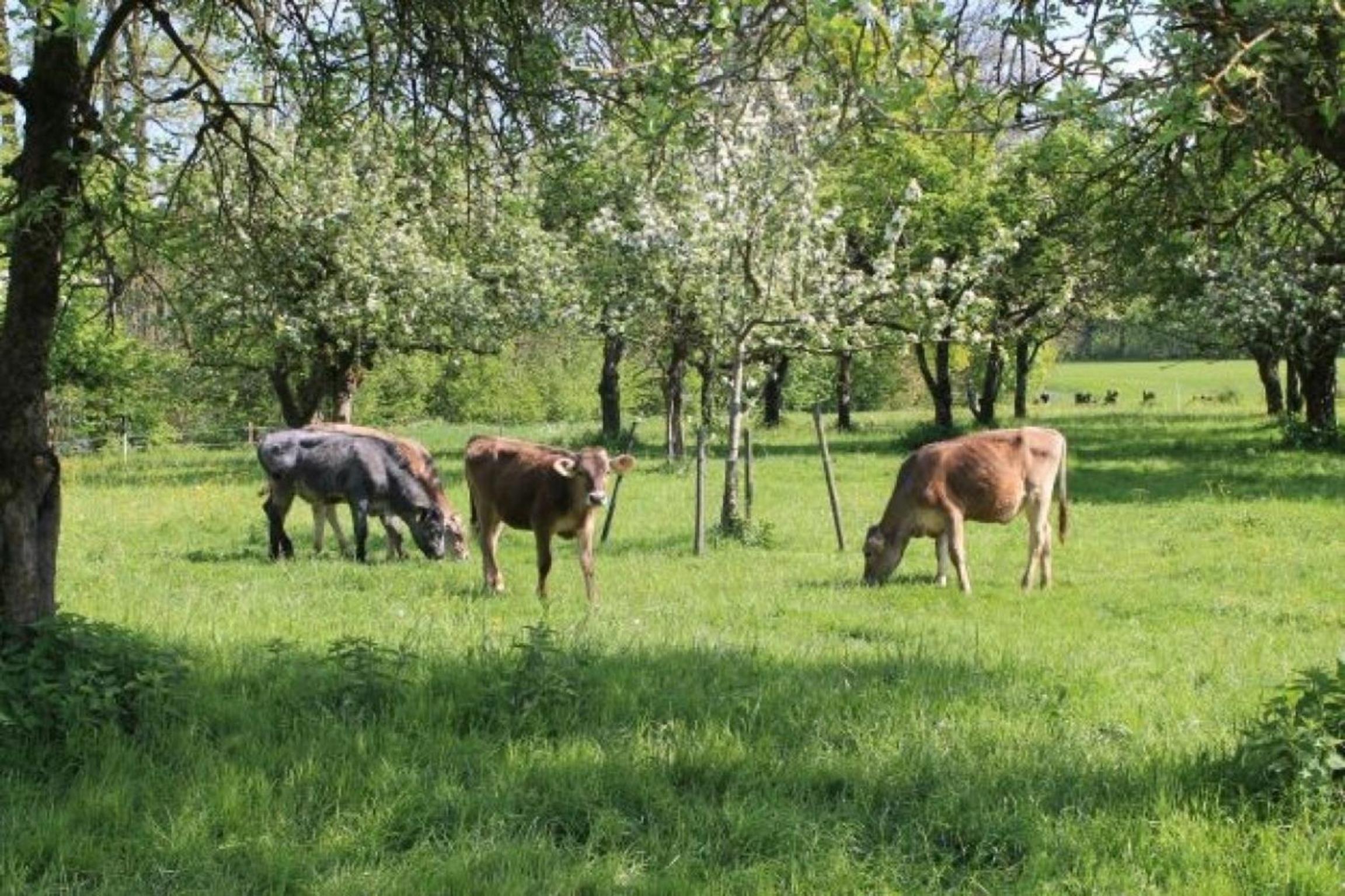 Rösslerhof Ferienwohnung Lindele