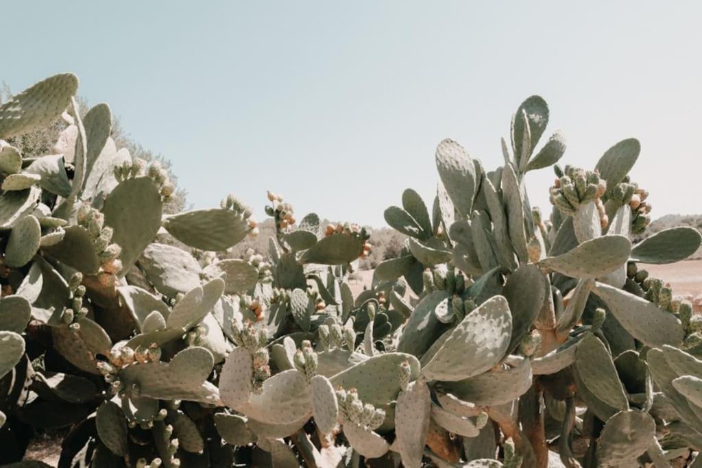 N a k e d S o l photo 4