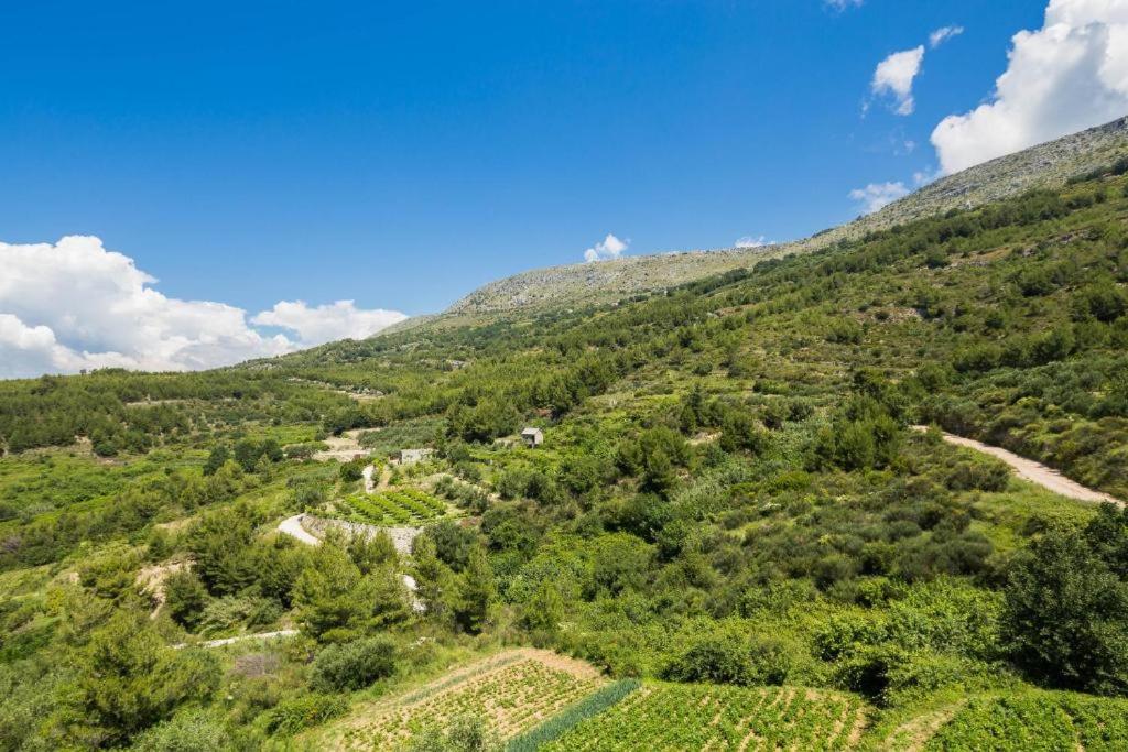 Carso Olea A2 view 5