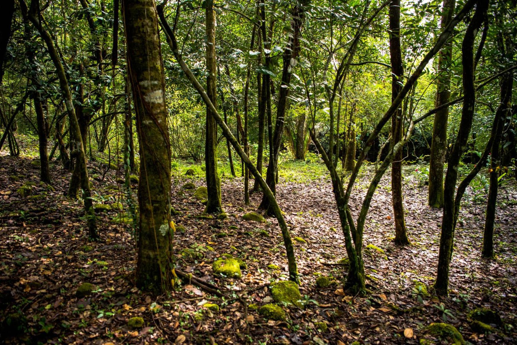 Wanakaset Panama