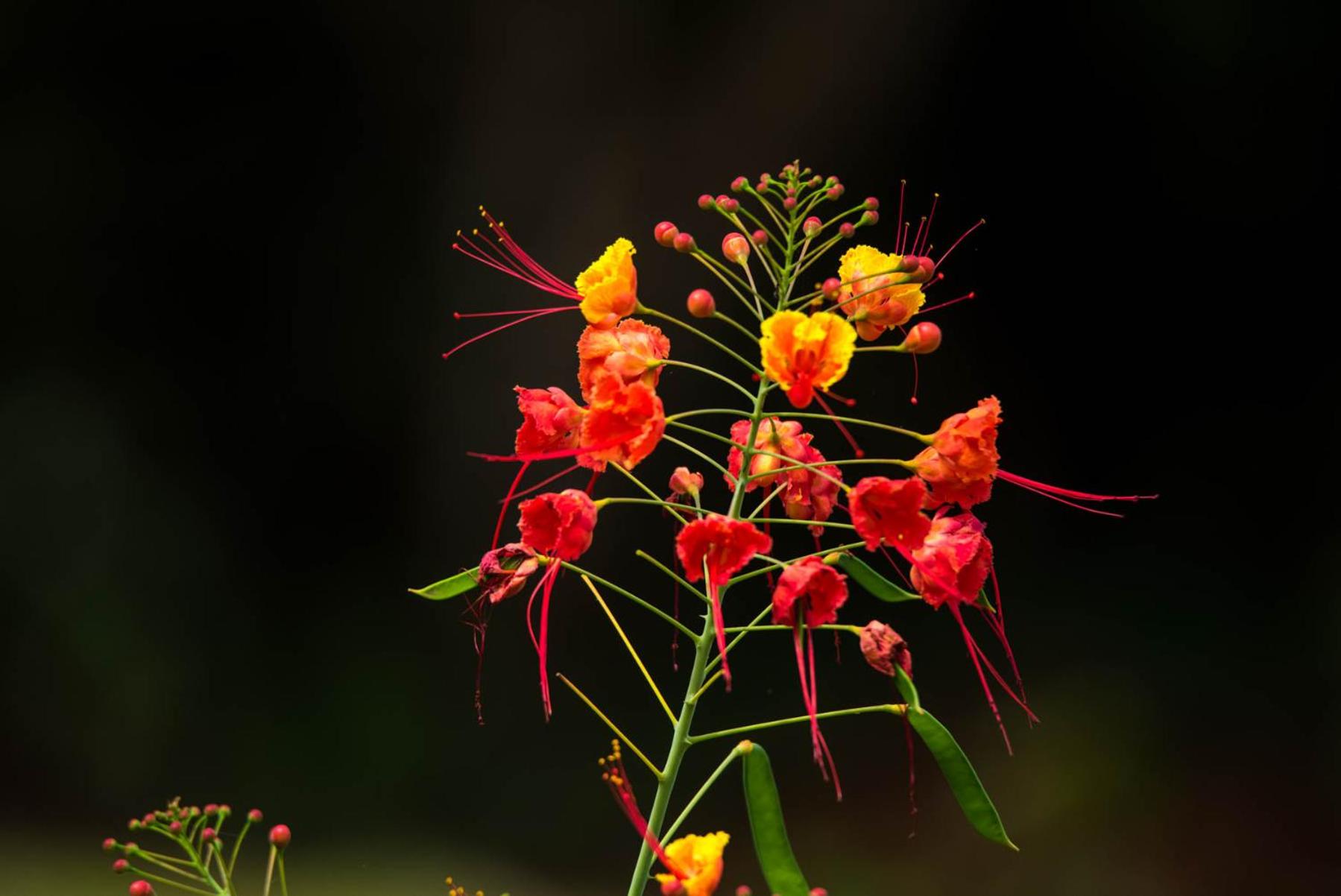 Wanakaset Panama