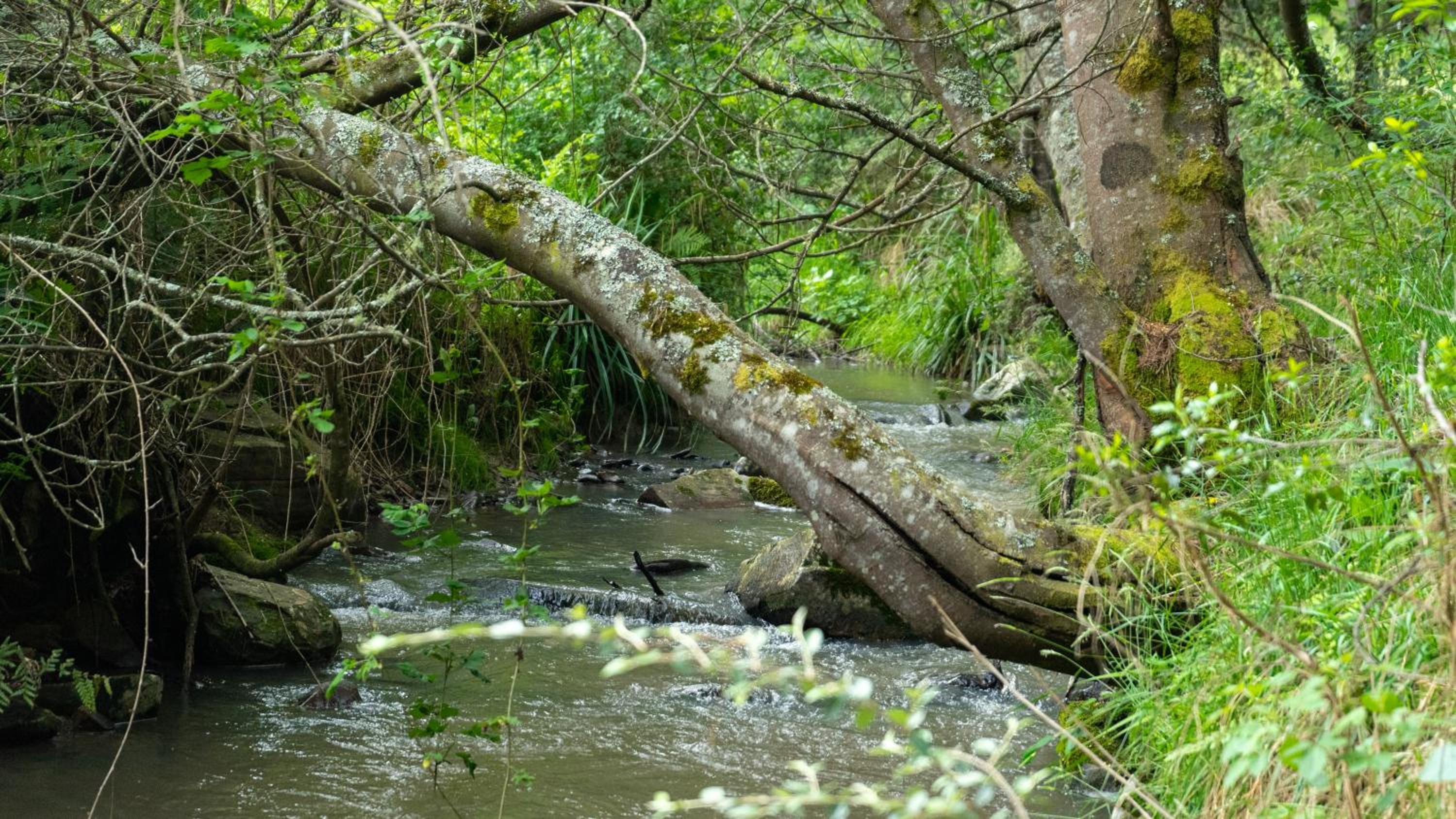 Photo 46