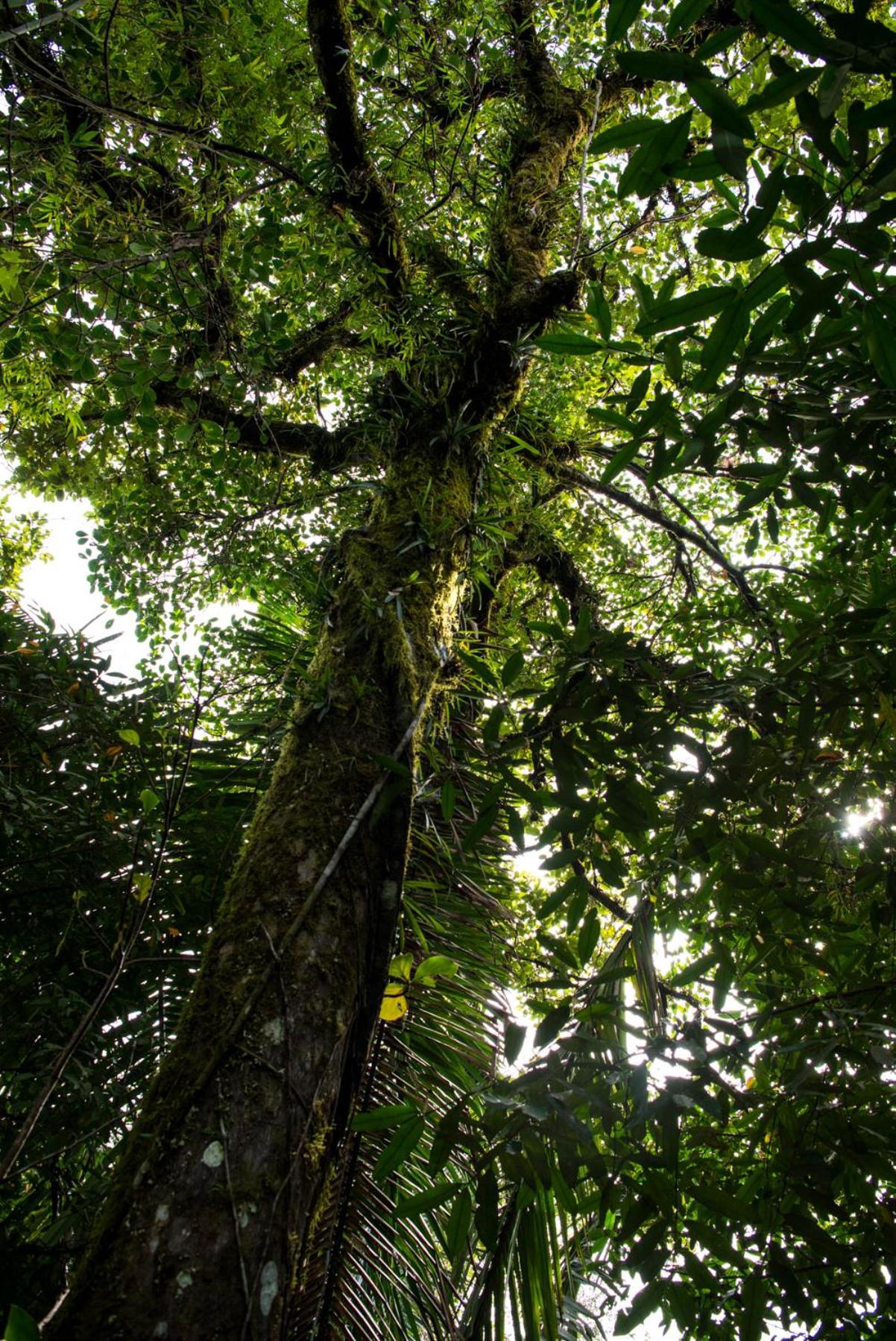 Wanakaset Panama