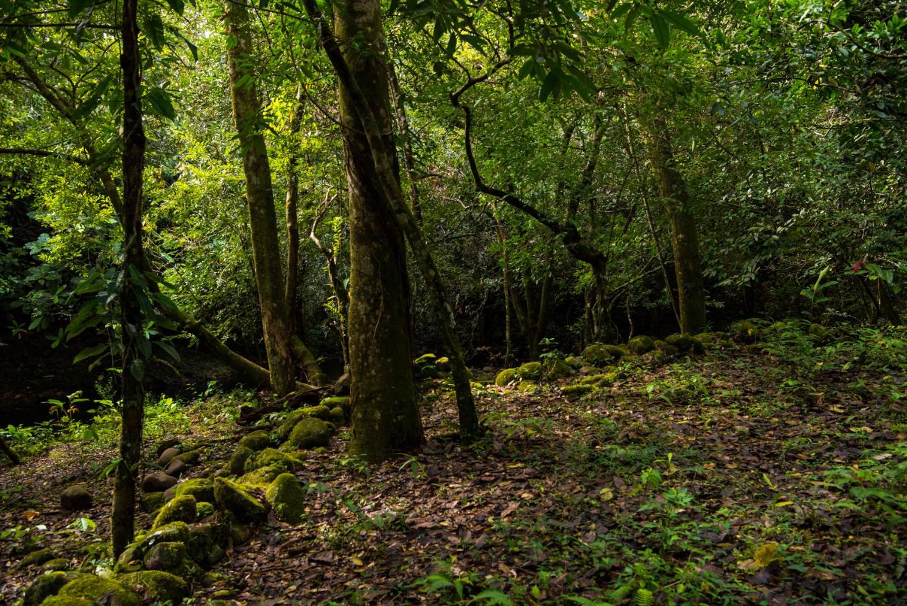 Wanakaset Panama