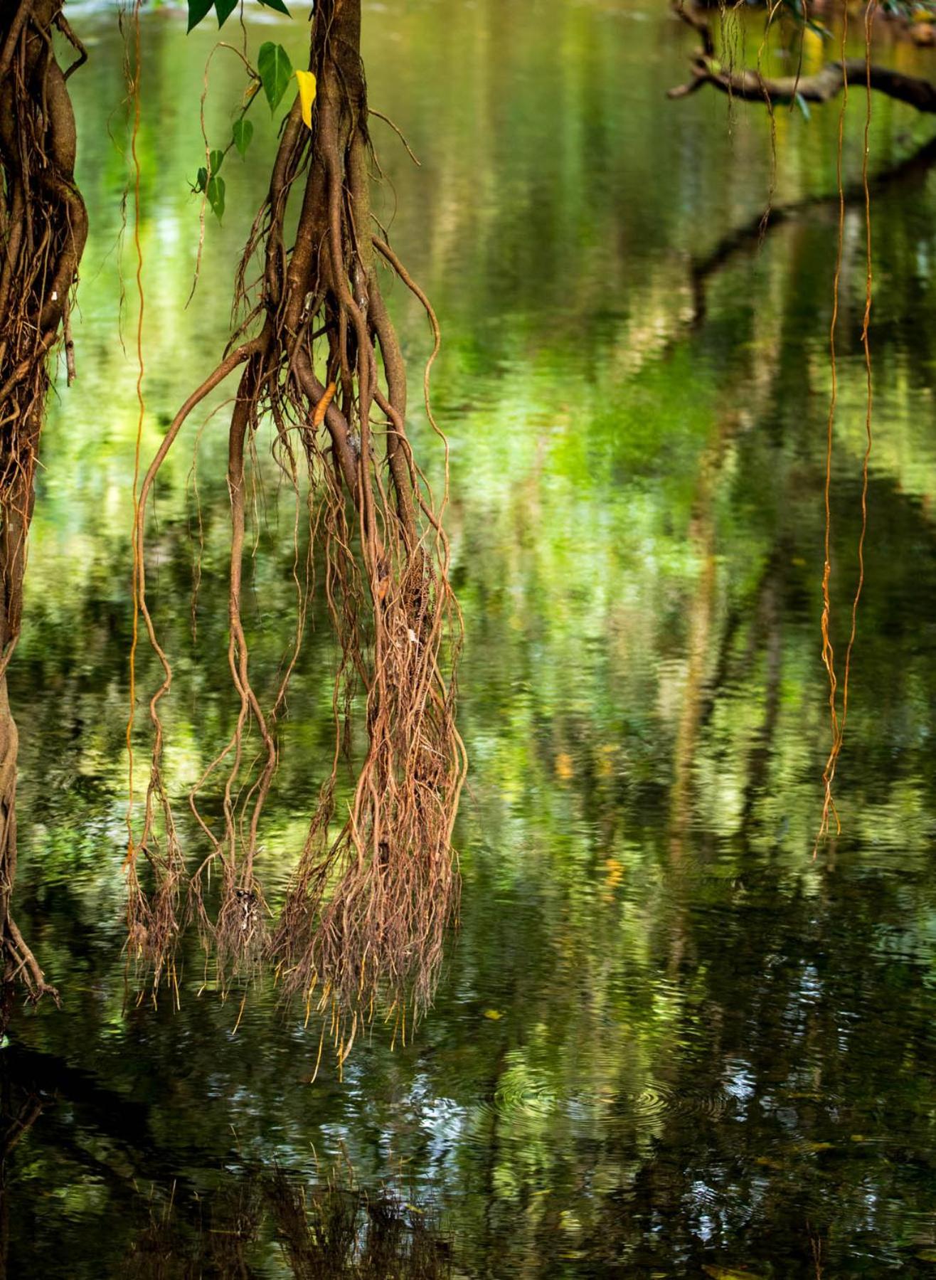 Wanakaset Panama
