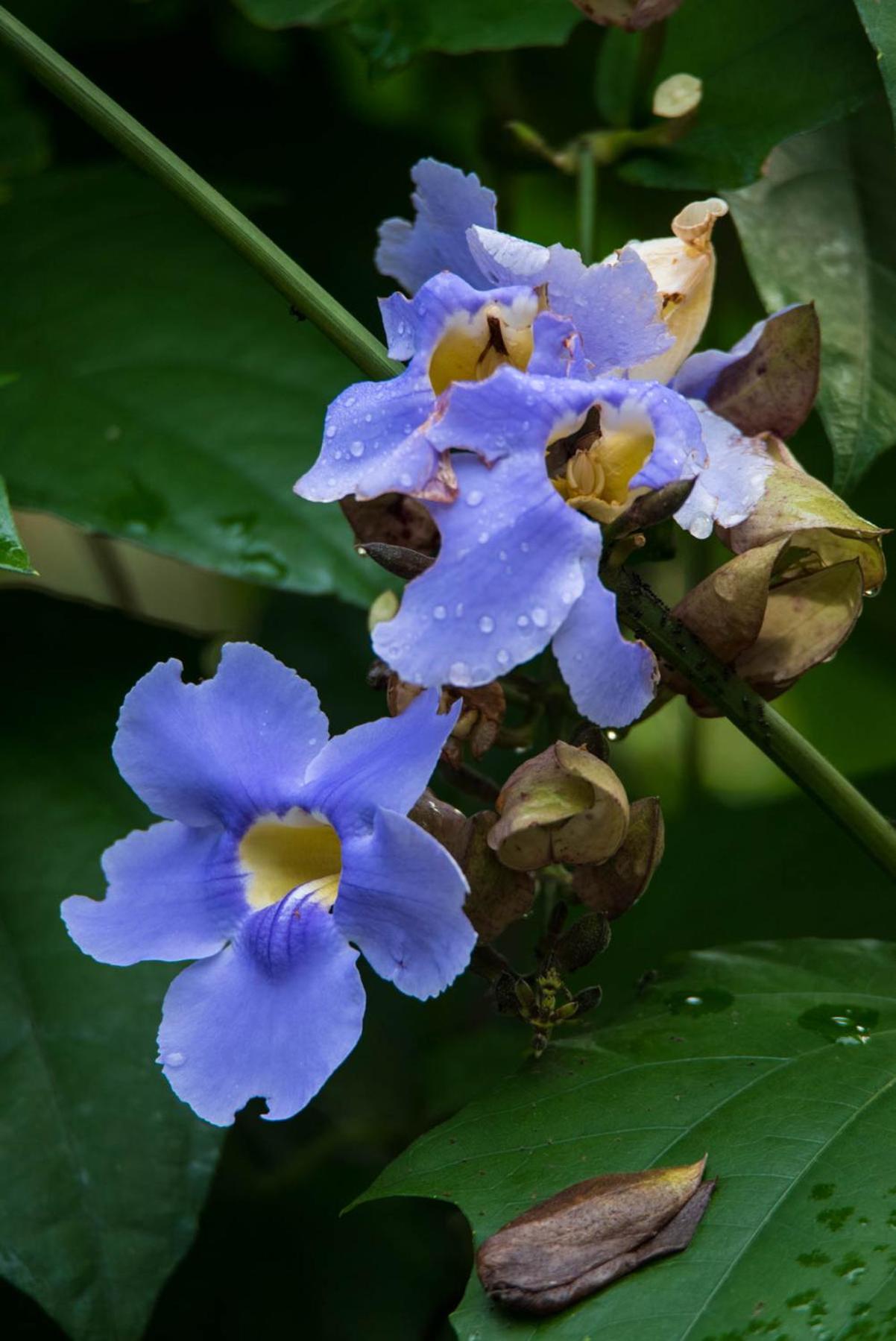 Wanakaset Panama