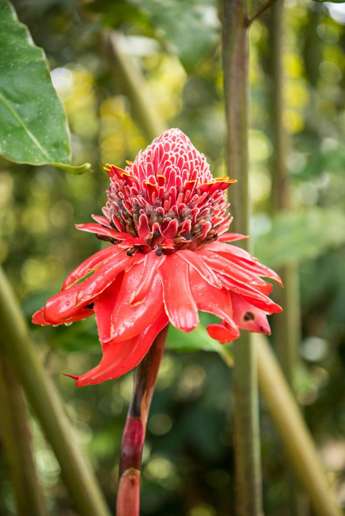 Wanakaset Panama