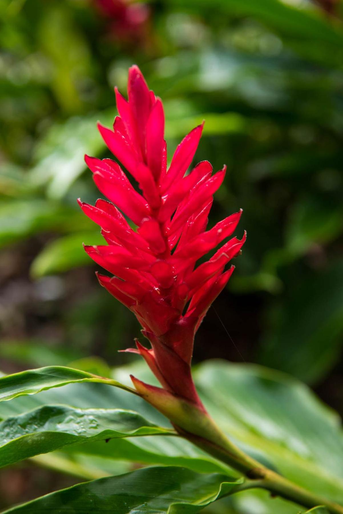 Wanakaset Panama