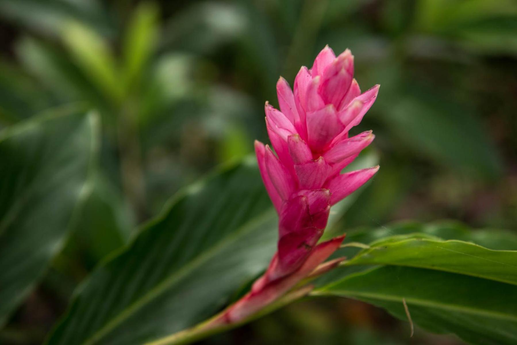 Wanakaset Panama