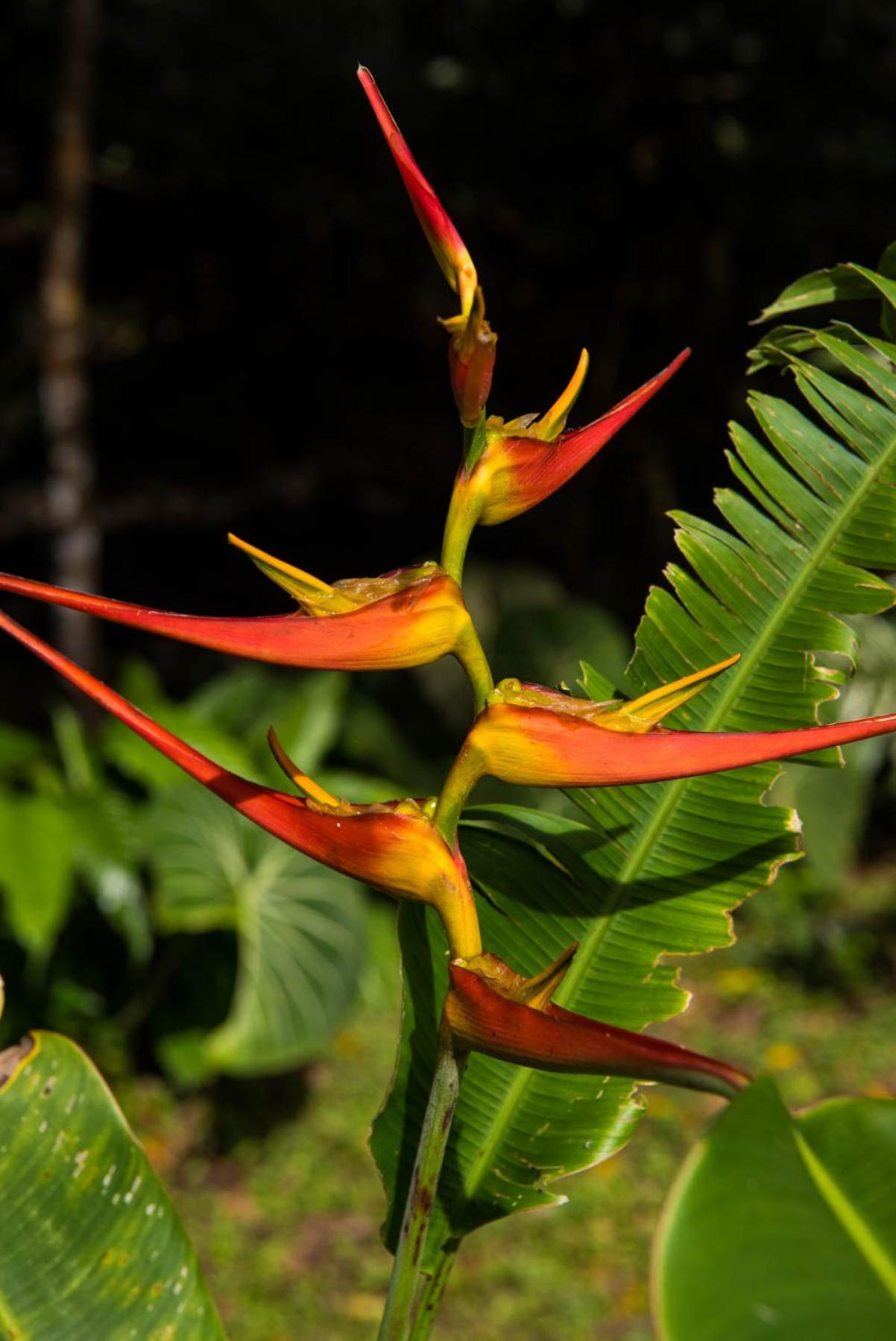 Wanakaset Panama