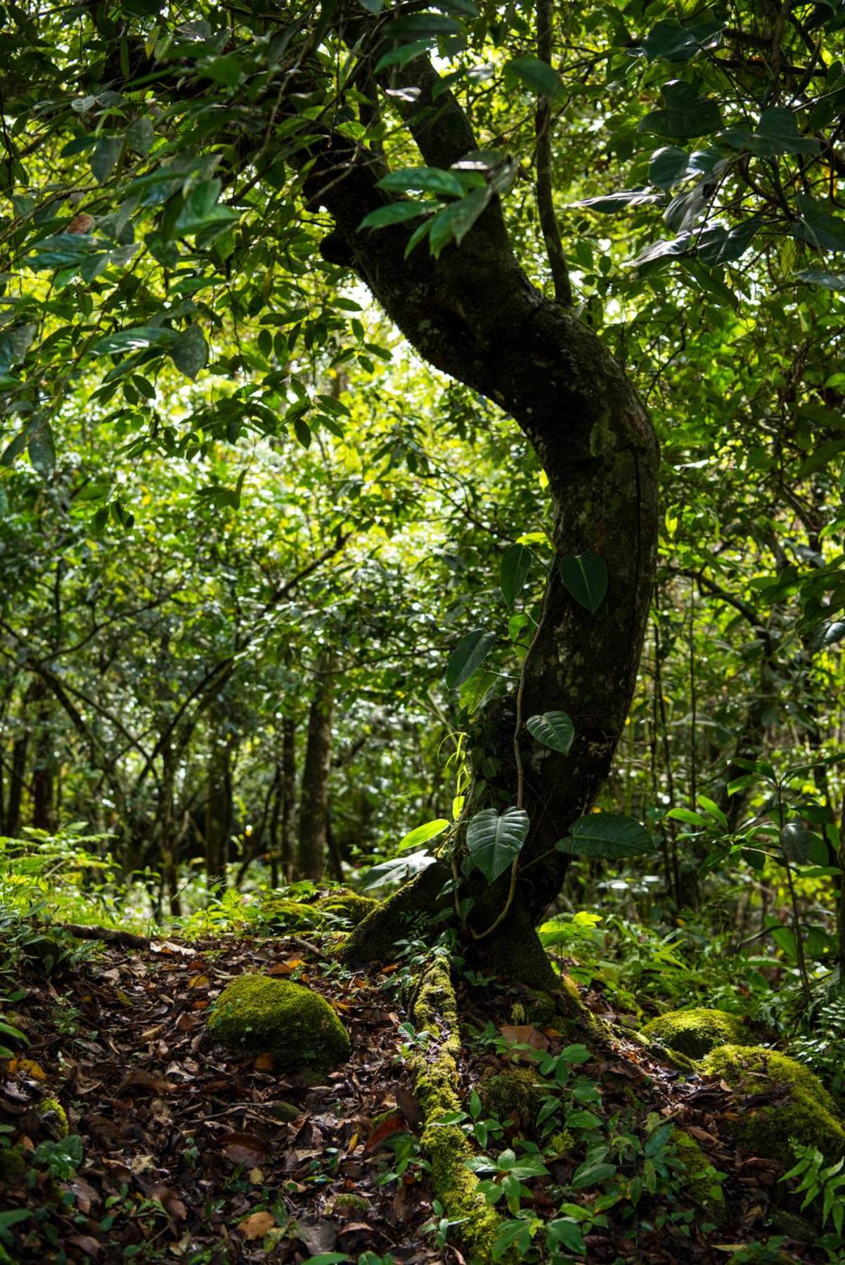 Wanakaset Panama