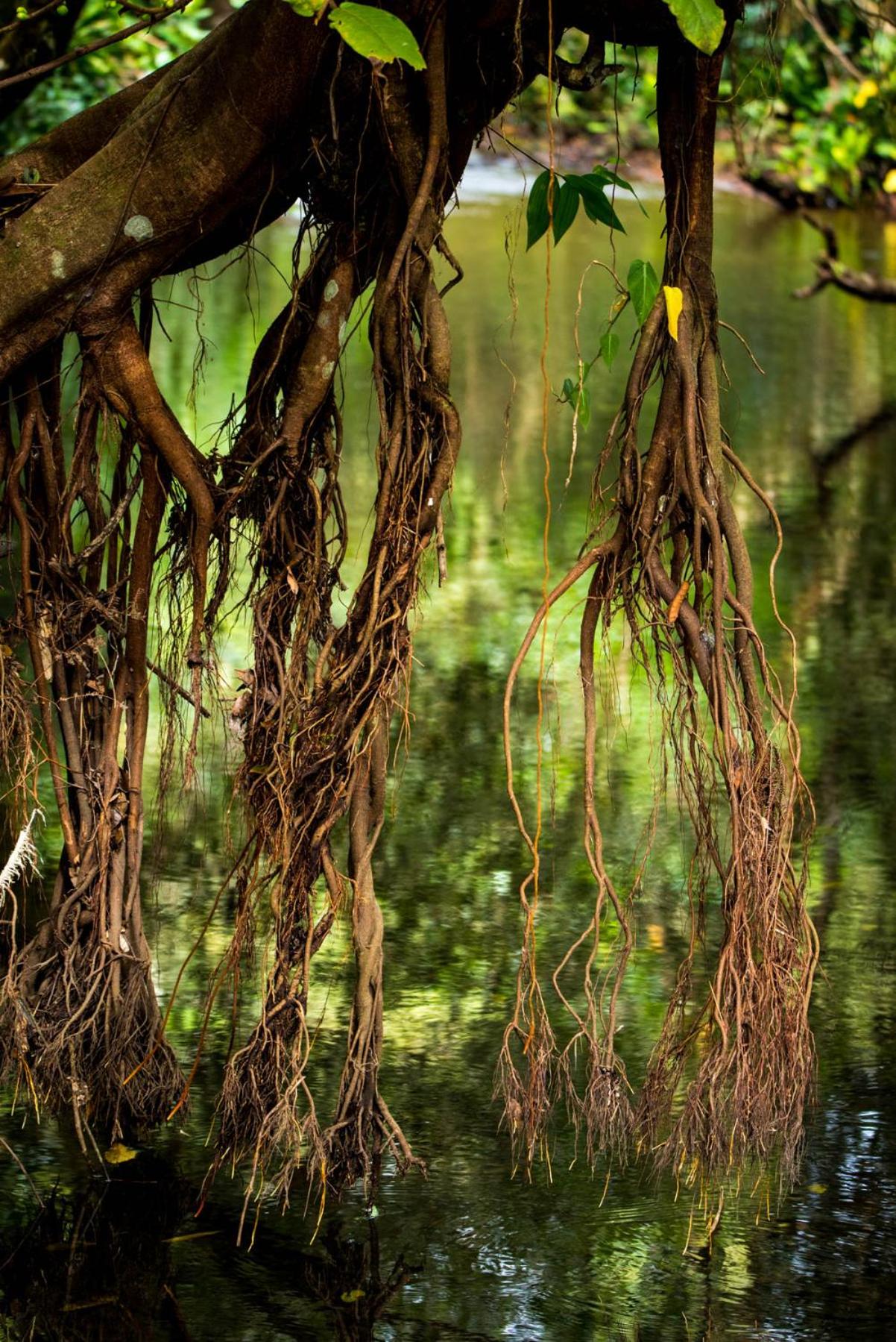 Wanakaset Panama