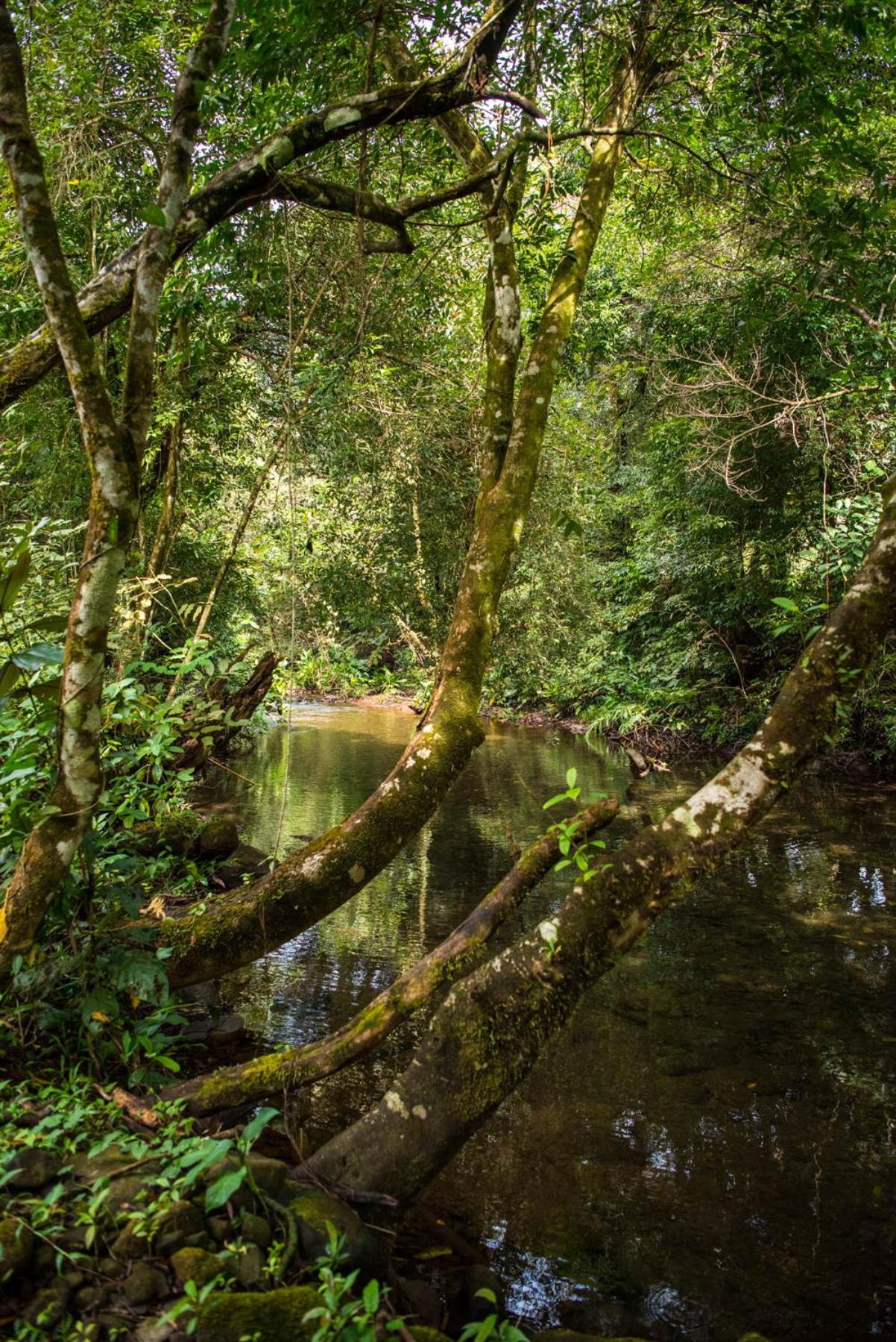 Wanakaset Panama