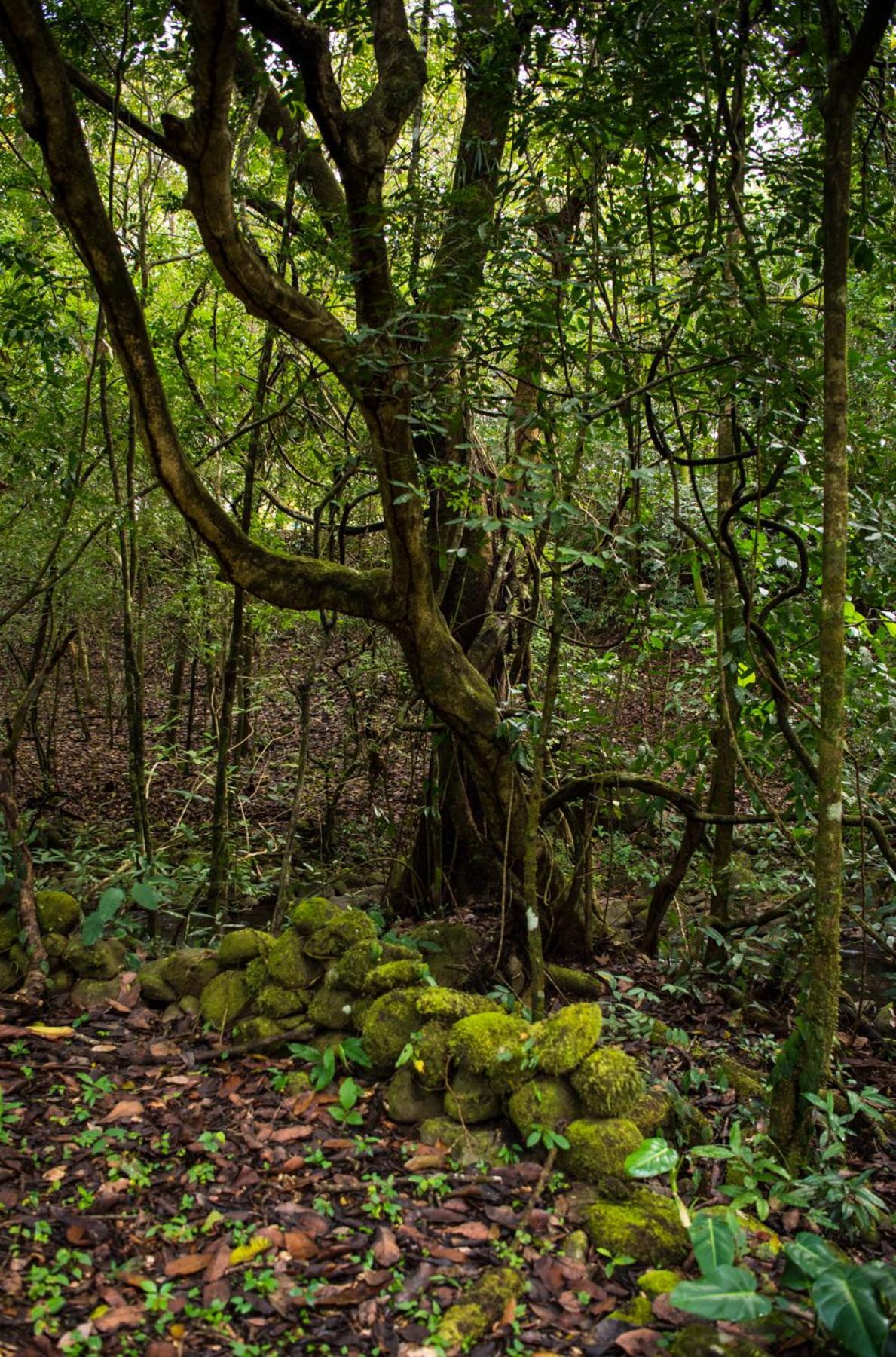 Wanakaset Panama