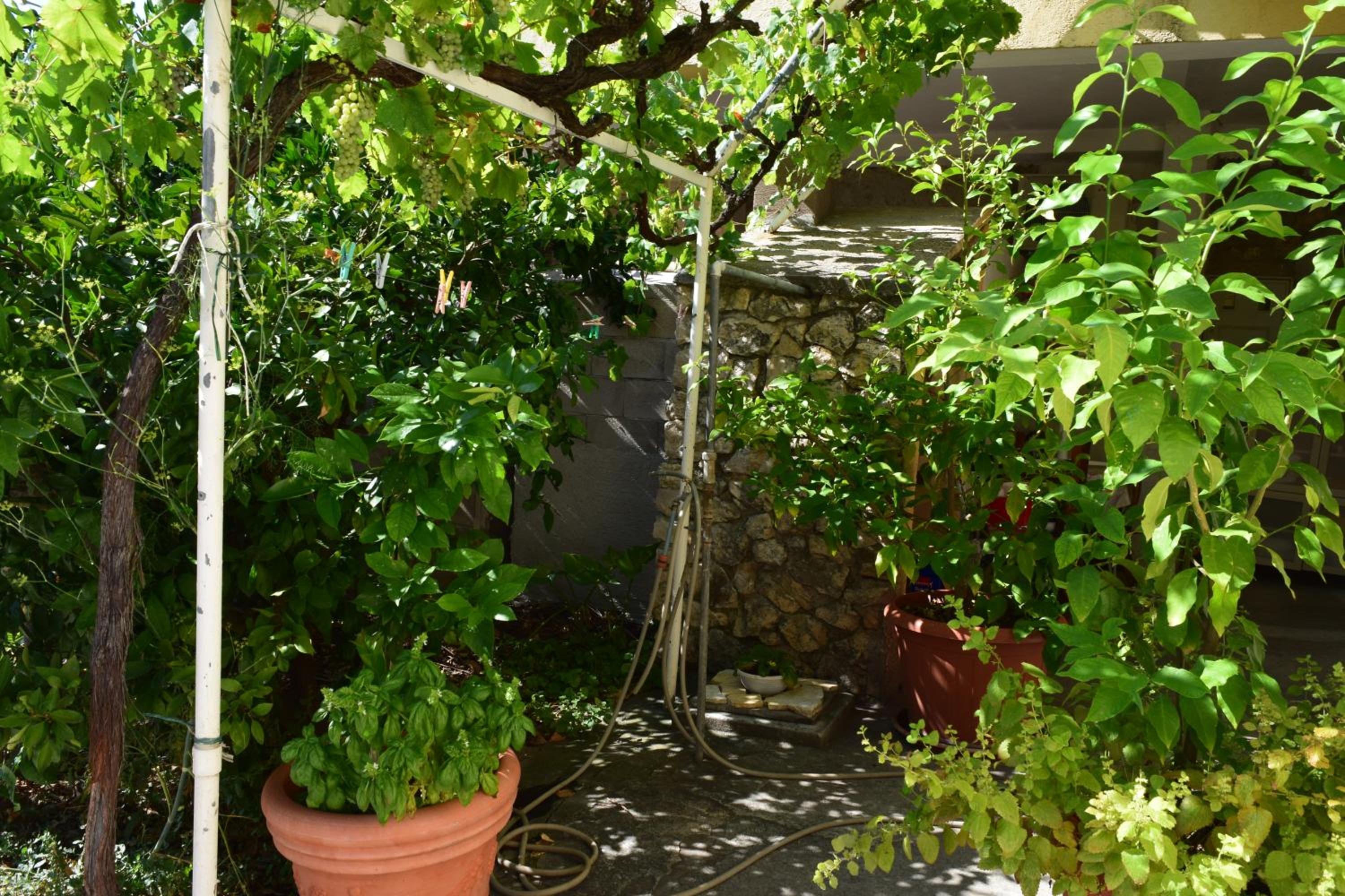 Jasmine