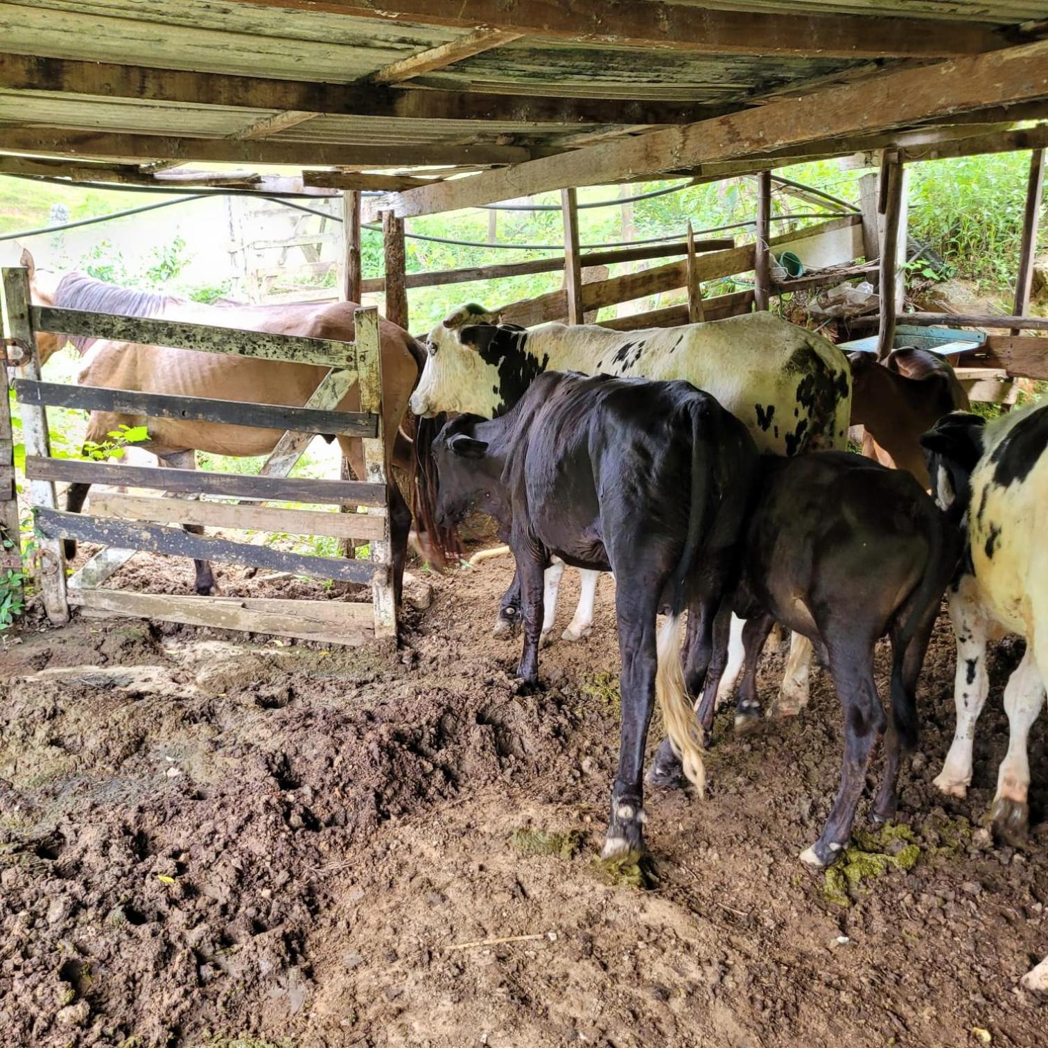 Sítio das Jaqueiras
