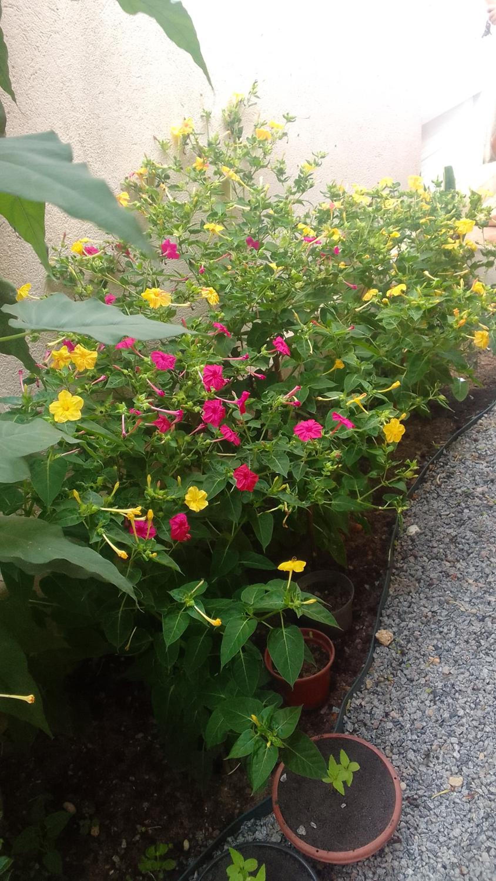 Flores do Riacho- Chalés