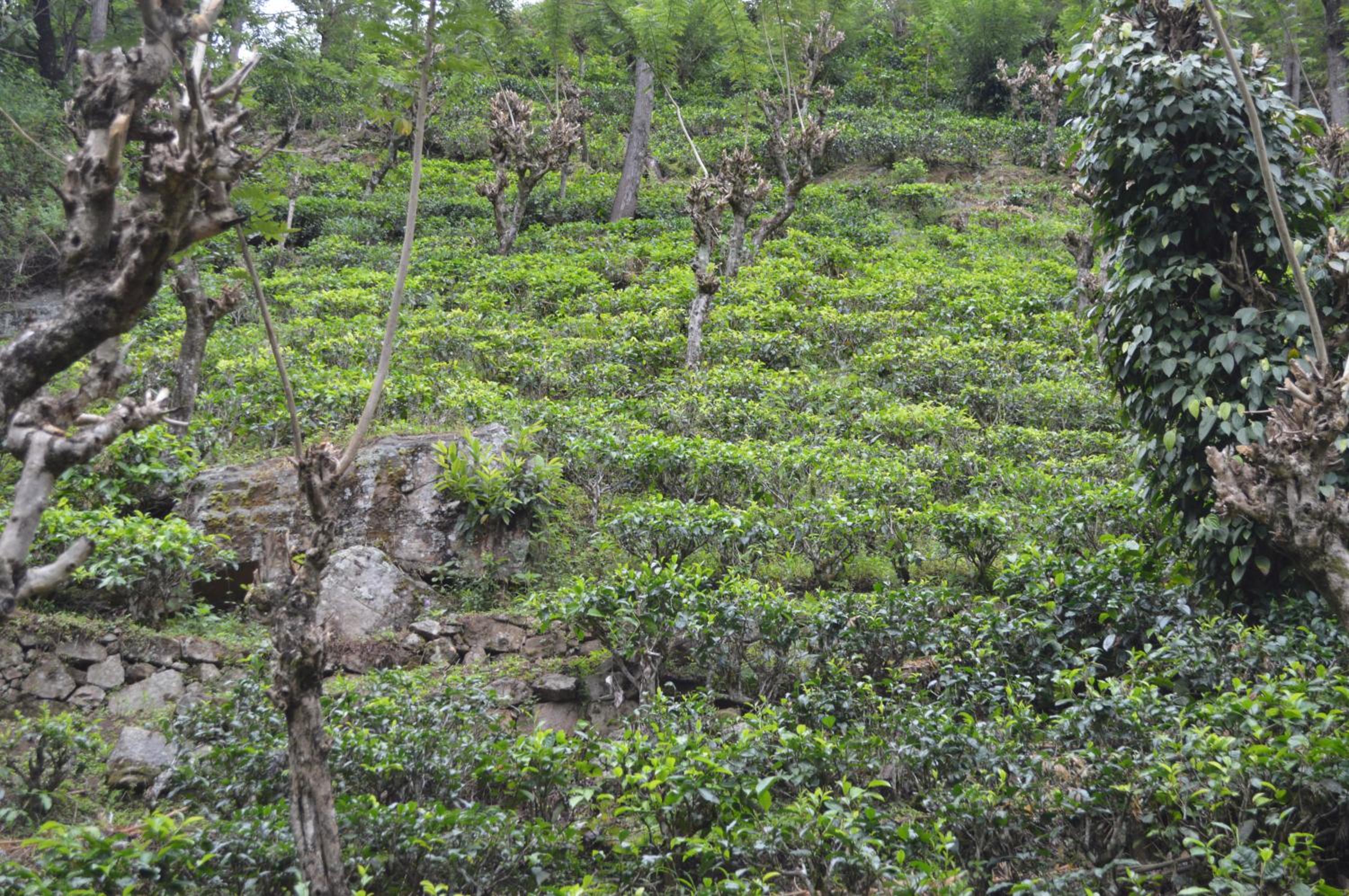 Photo 20