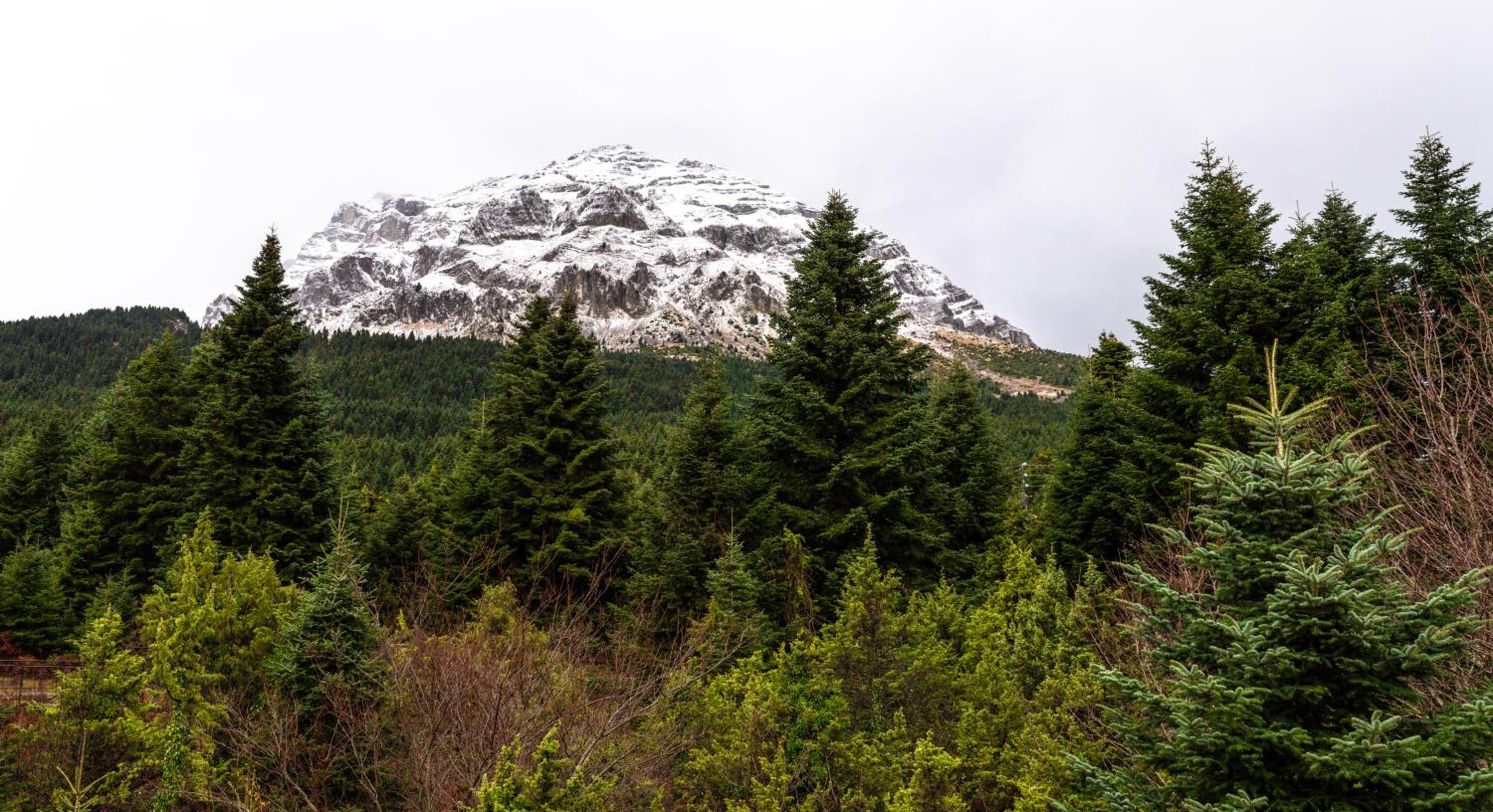 Baldeneige