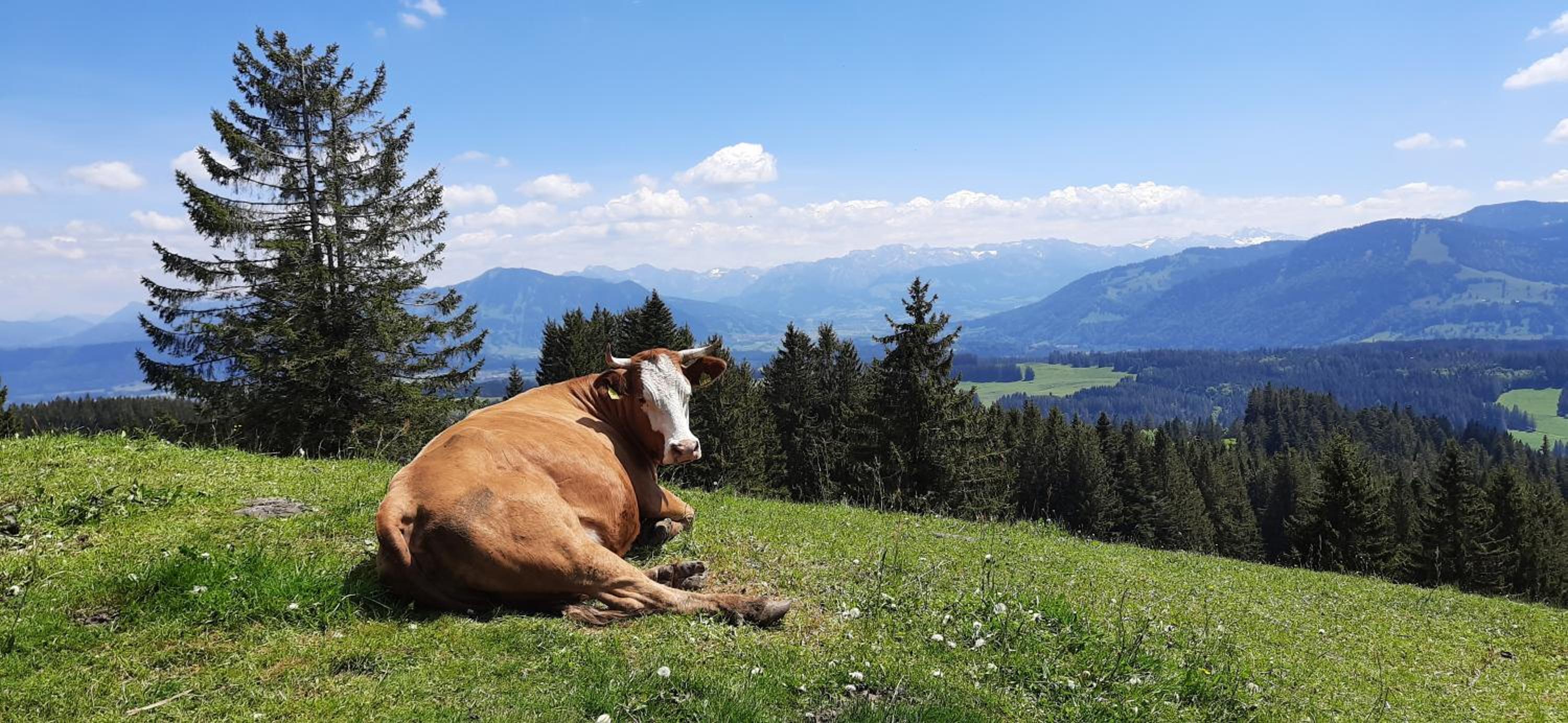 Ferienwohnung Böck, Wengen im Allgäu
