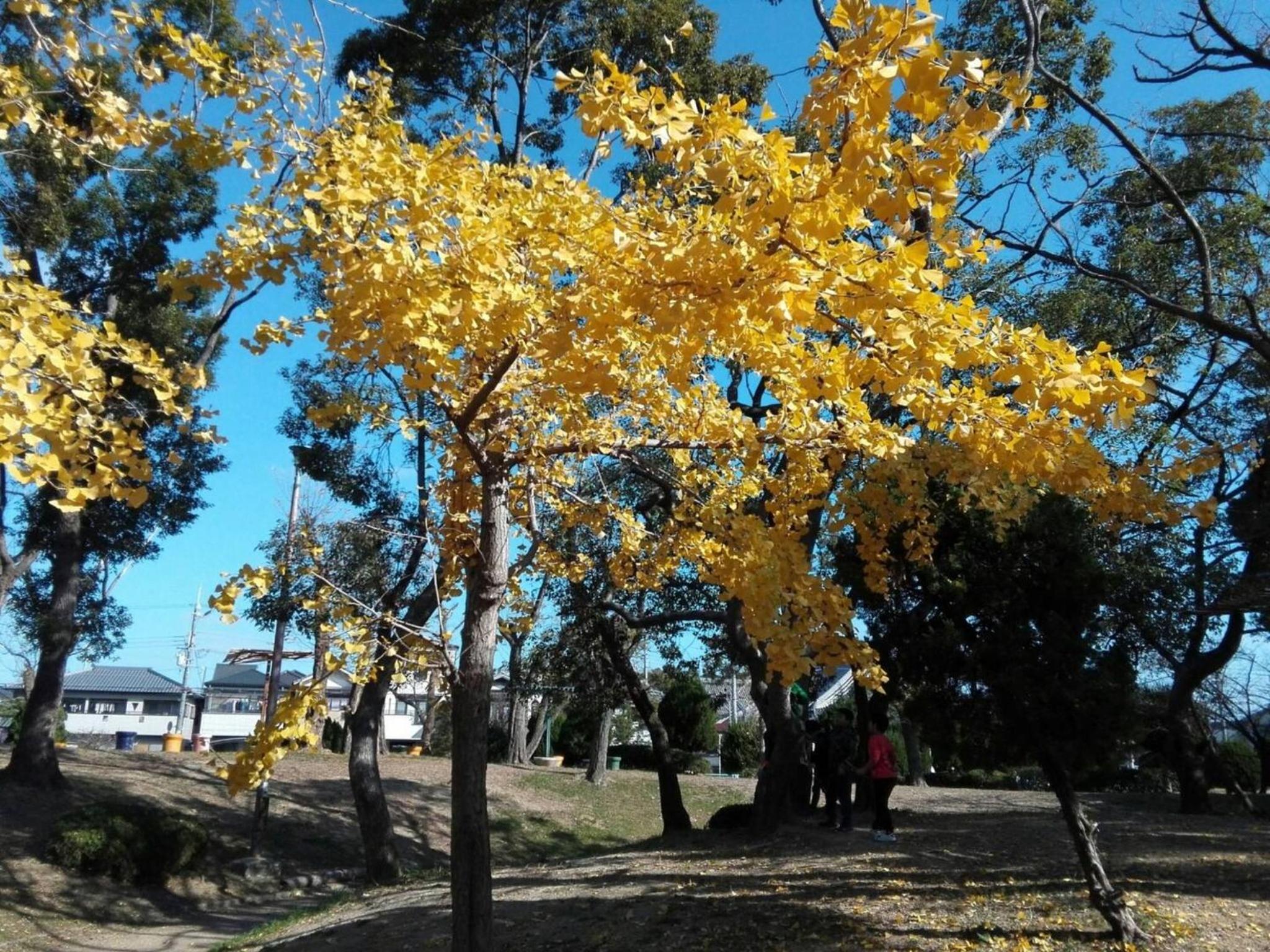 Photo 19