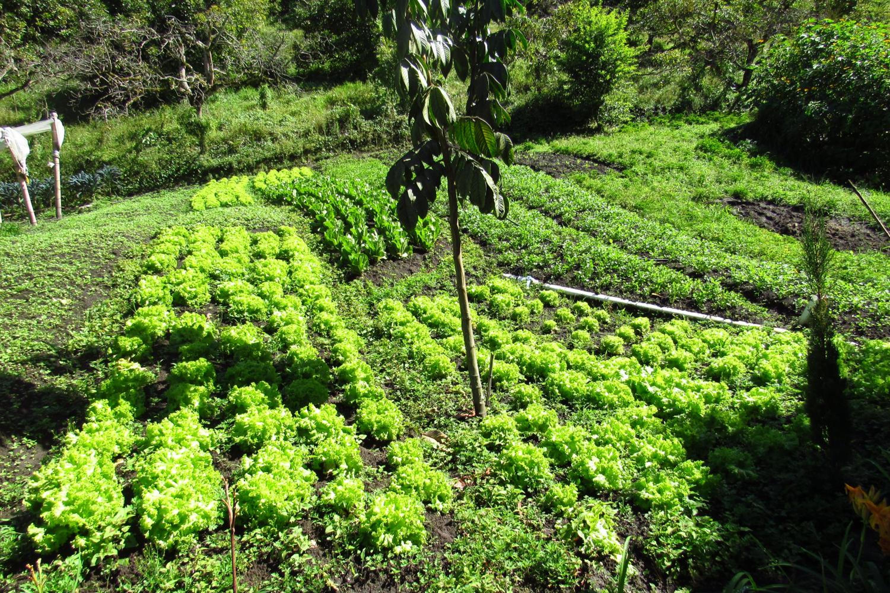 CASA DE CAMPO VILLA OLI!! - Un paraiso natural en la ciudad