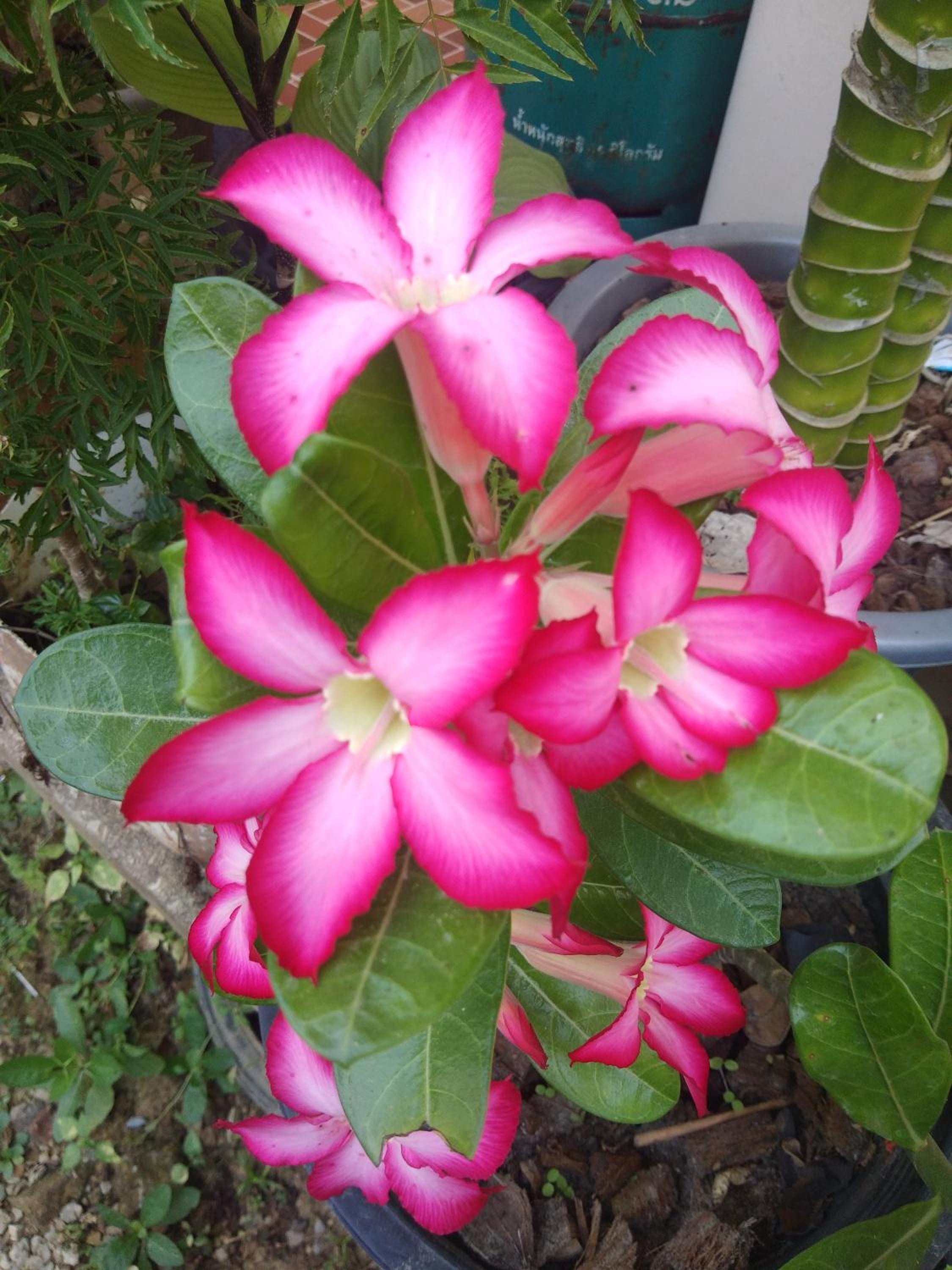 Photo 48