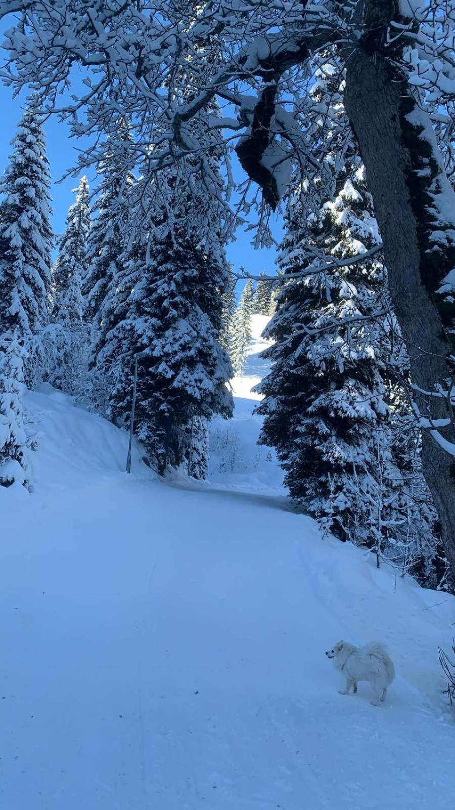 Studio Jahorina