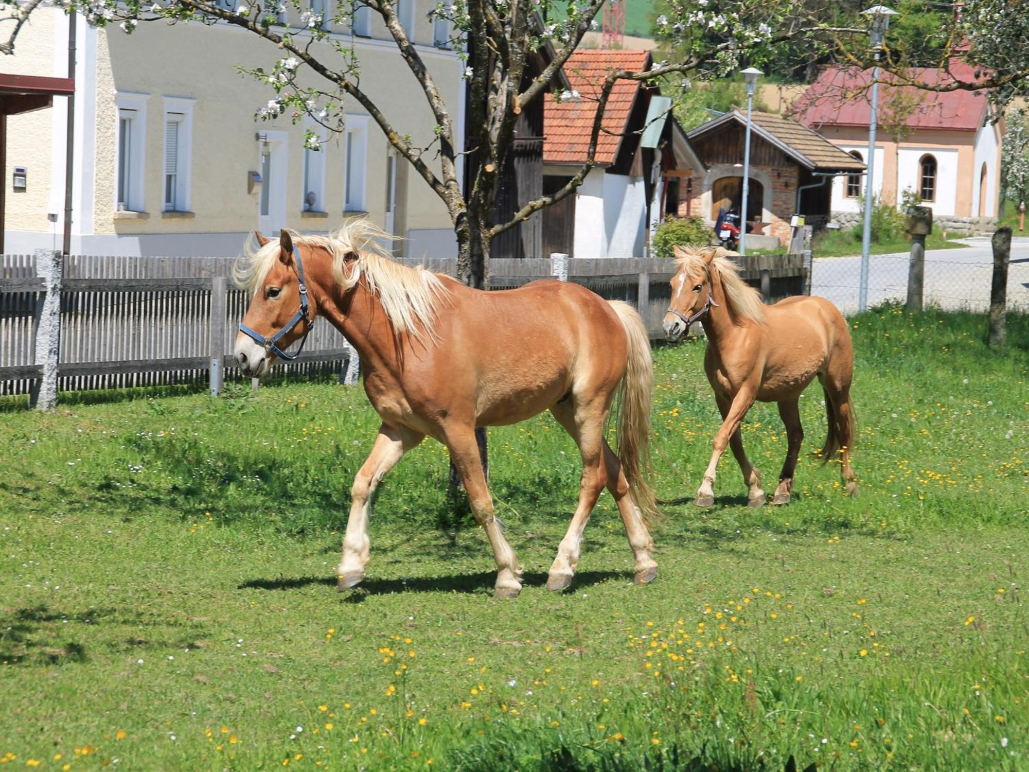 Gschwendnerhof Reitberger-Brandl
