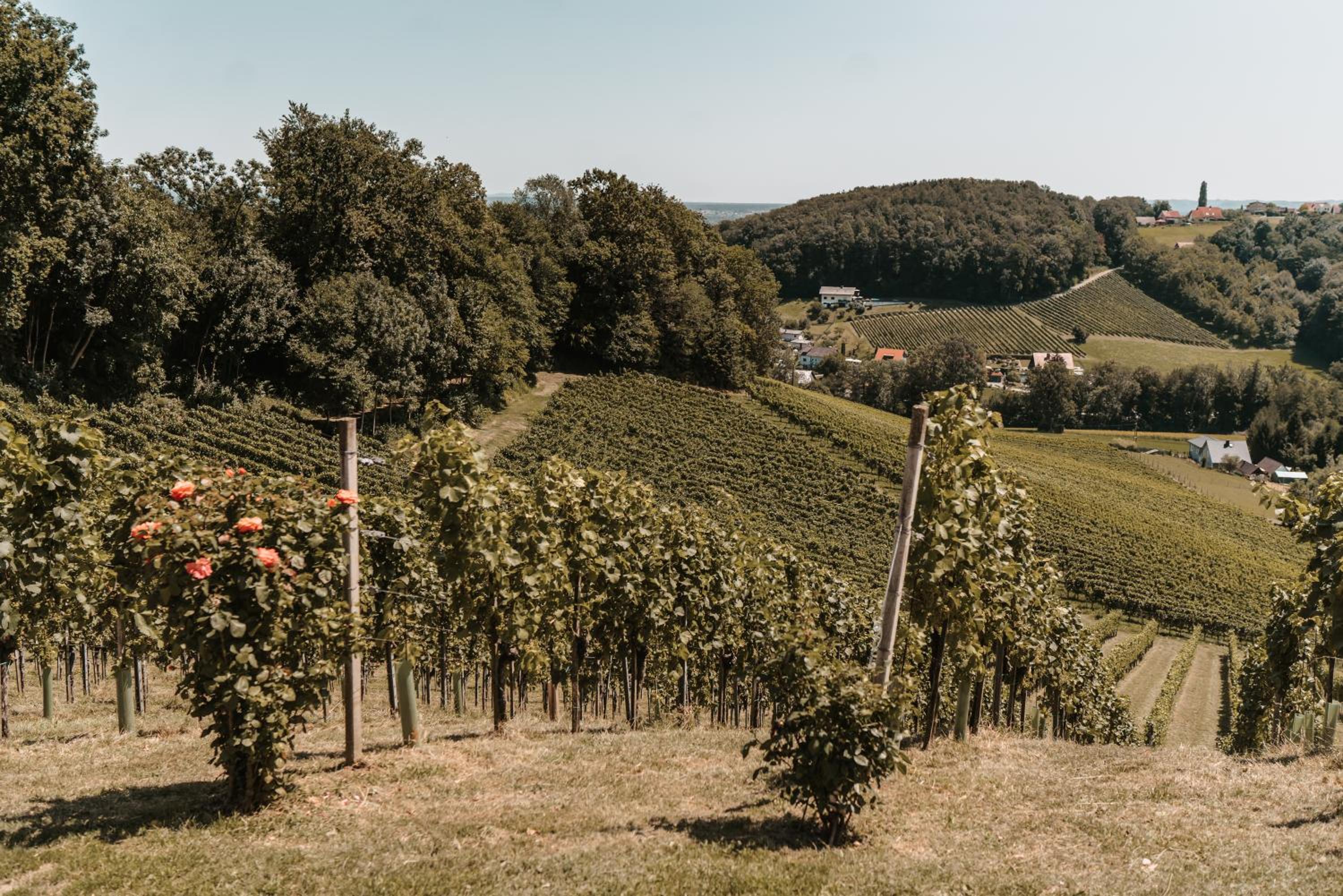 Weingut Assigal, photo 37