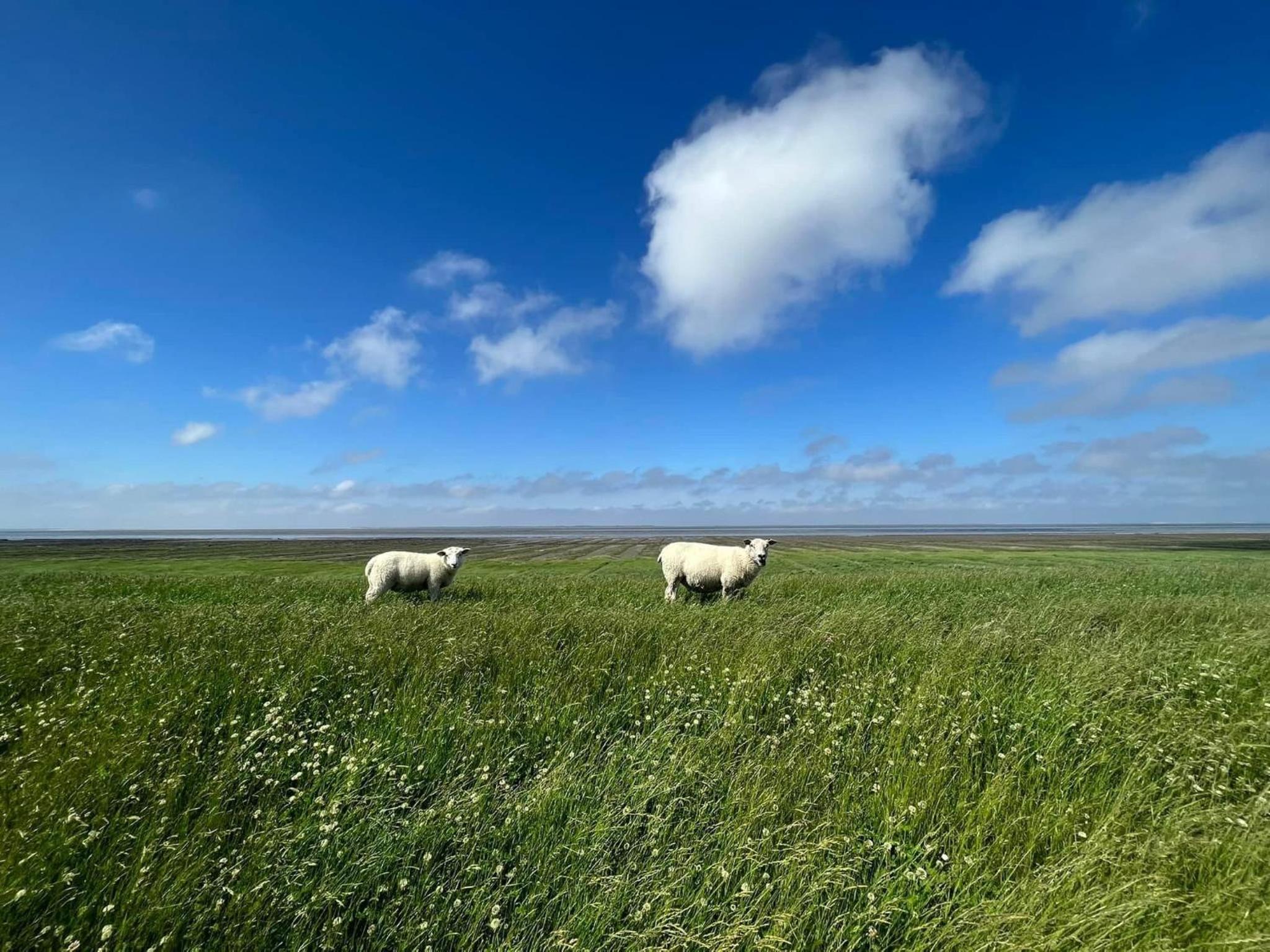 Nurdachhäuschen Blaue Nordseewelle