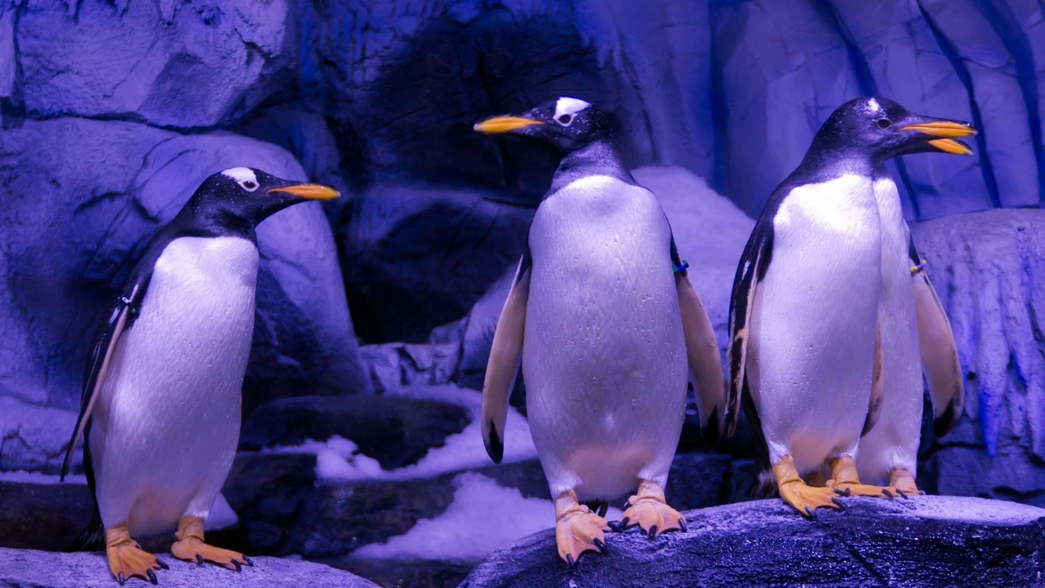 Crowne Plaza Florya İstanbul, bir IHG Oteli - Image 49