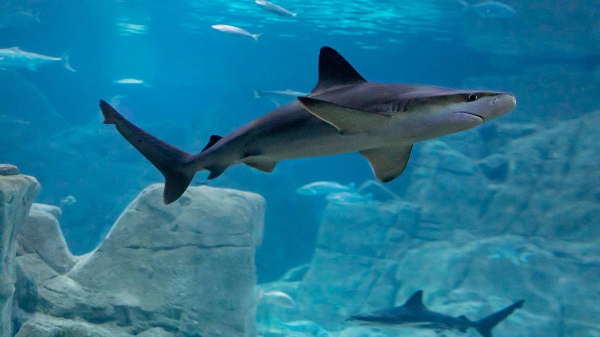 Crowne Plaza Florya İstanbul, bir IHG Oteli - Image 129