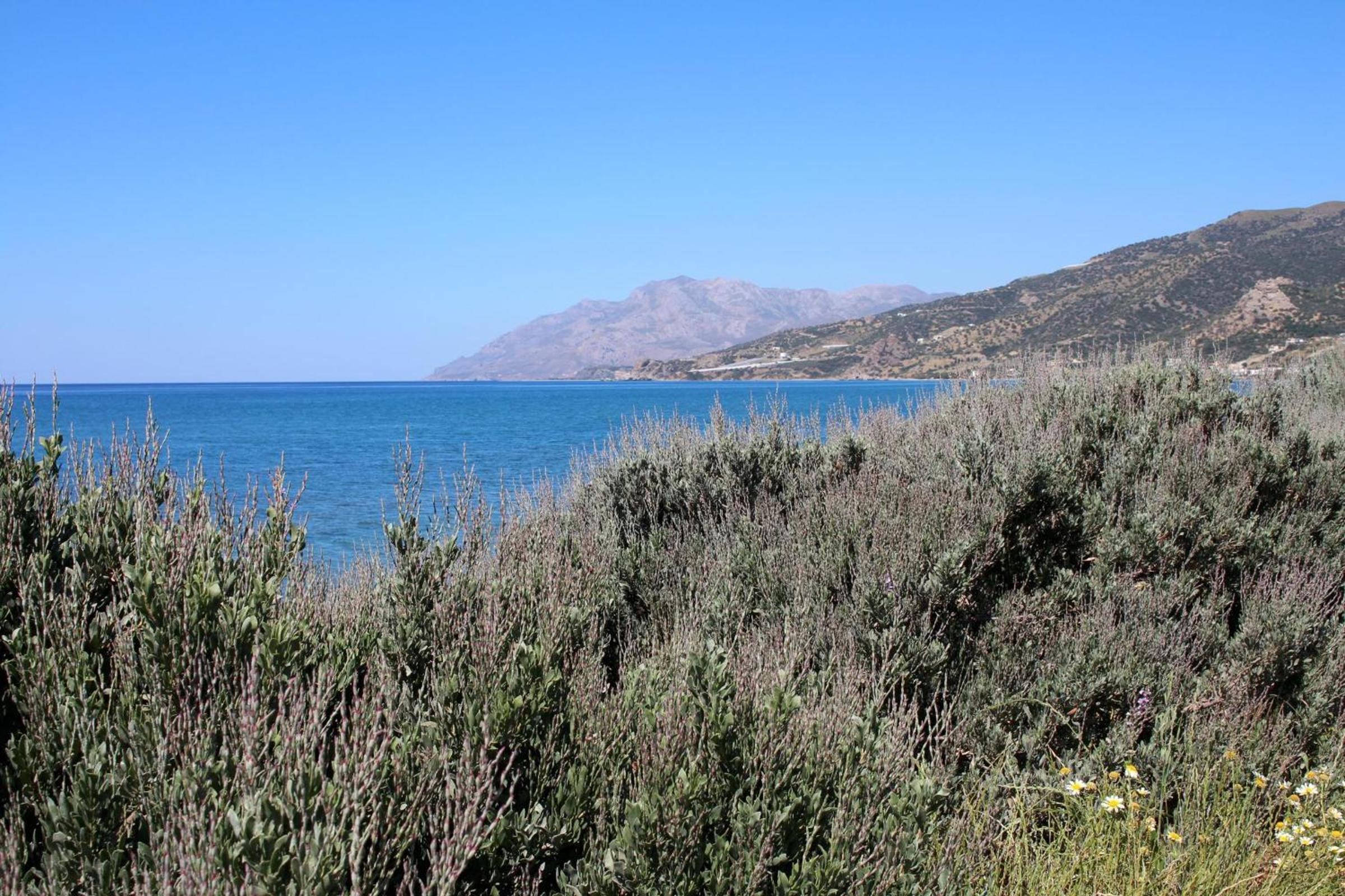 Armenopetra