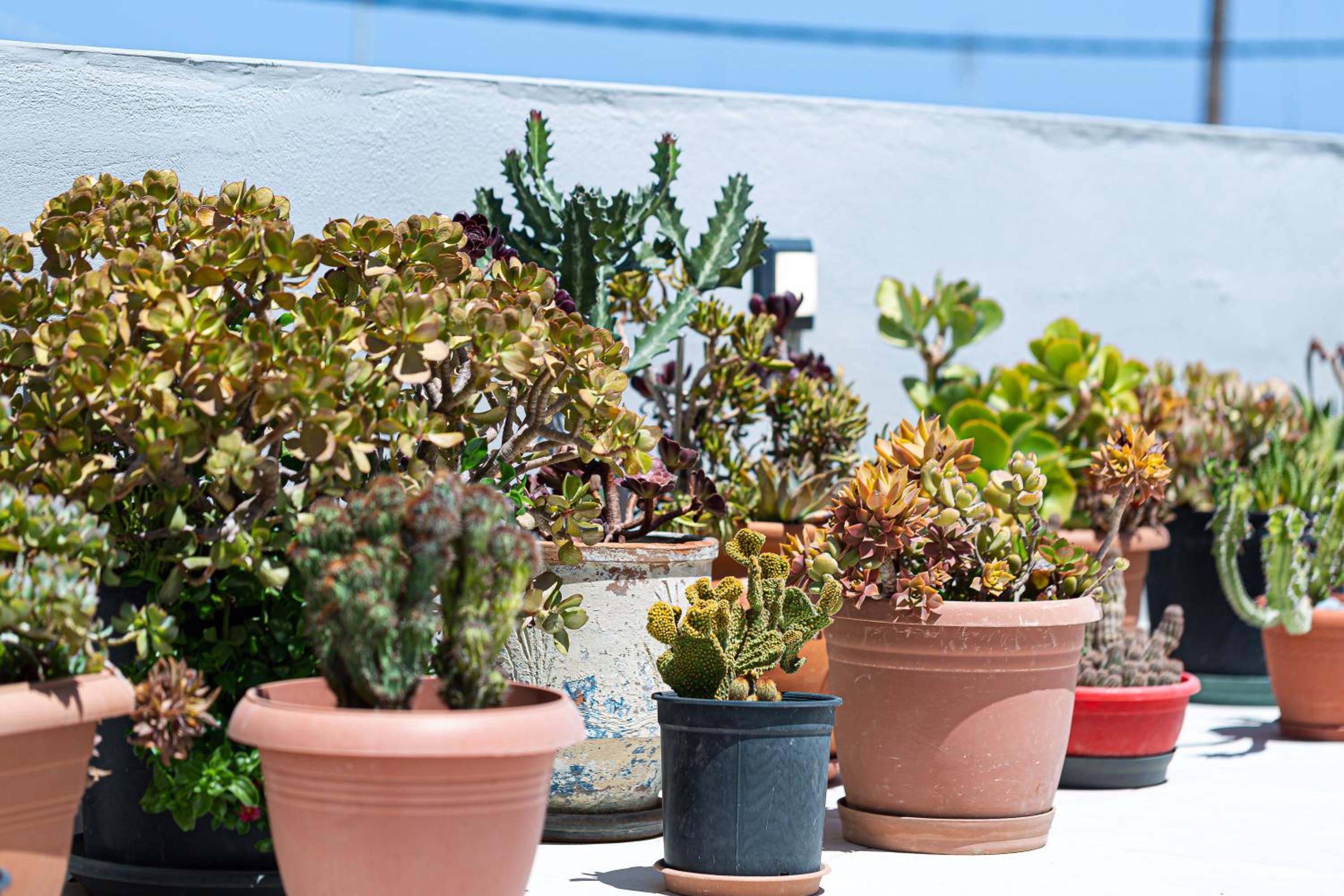 Cactopia Apartments- Hoya-Aeonium
